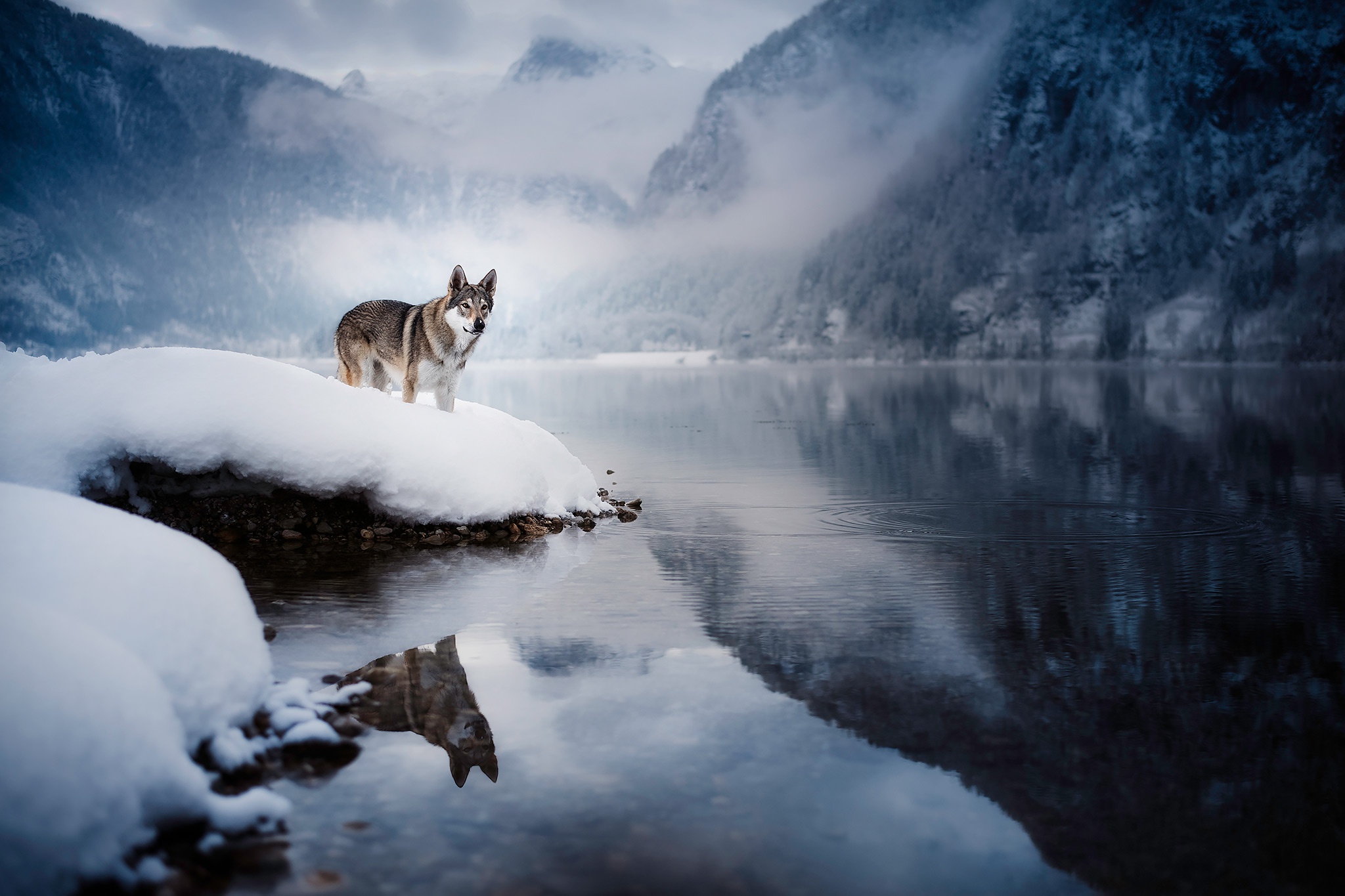 Download mobile wallpaper Winter, Dogs, Animal, Wolfdog for free.