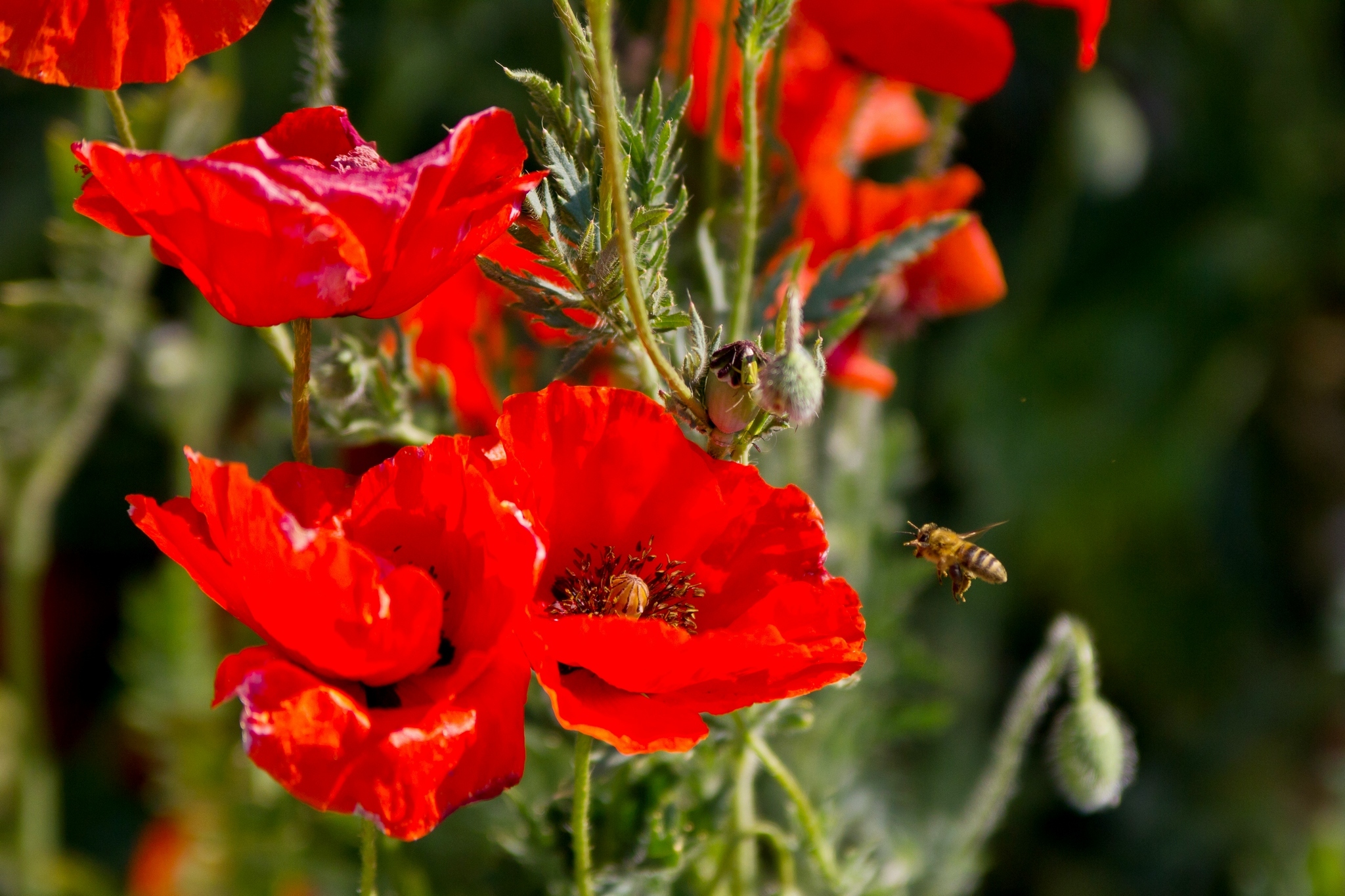 Download mobile wallpaper Insects, Flower, Insect, Bee, Animal, Red Flower for free.