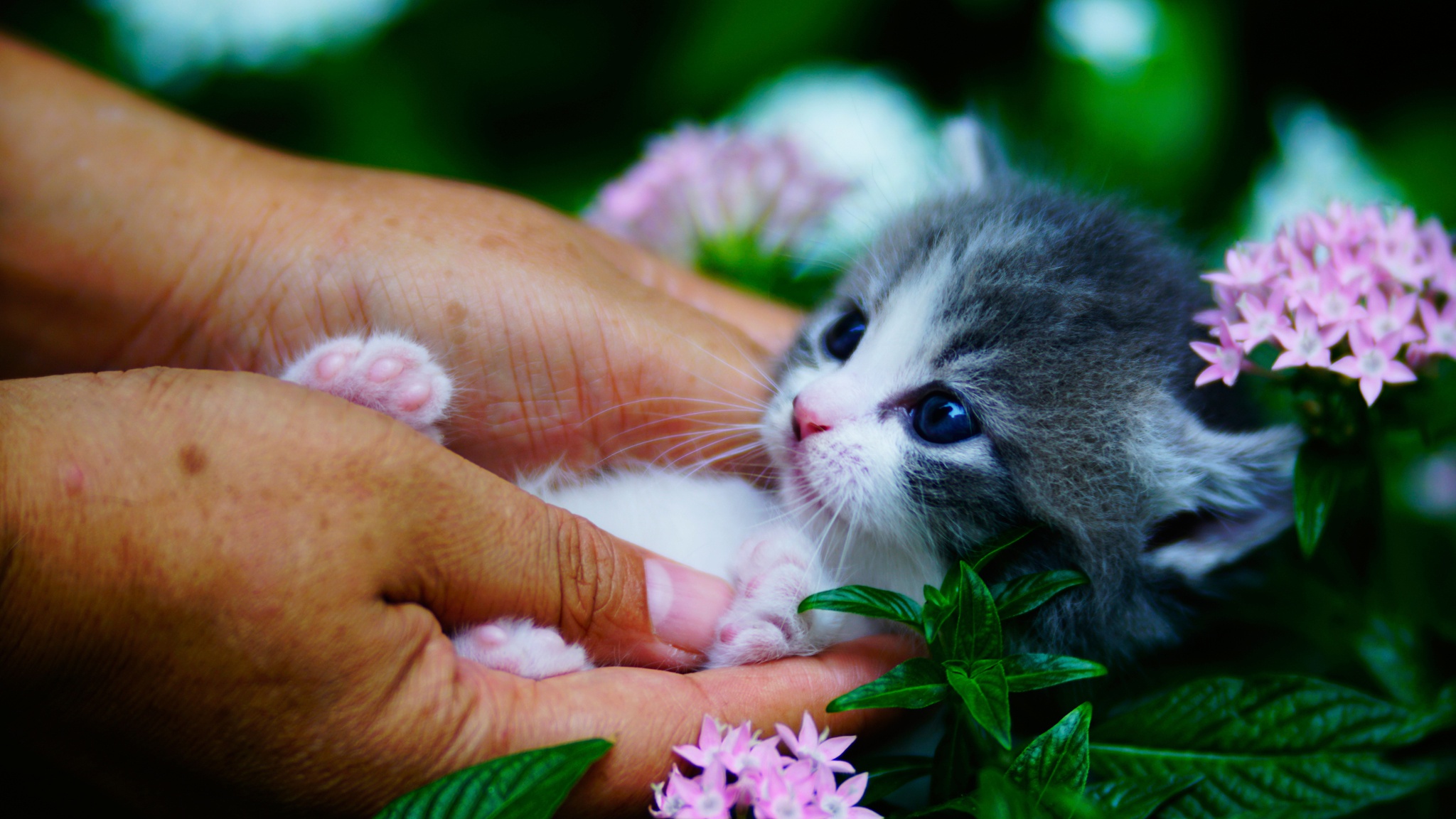 Laden Sie das Tiere, Katzen, Katze, Kätzchen, Tierbaby, Pinke Blume-Bild kostenlos auf Ihren PC-Desktop herunter