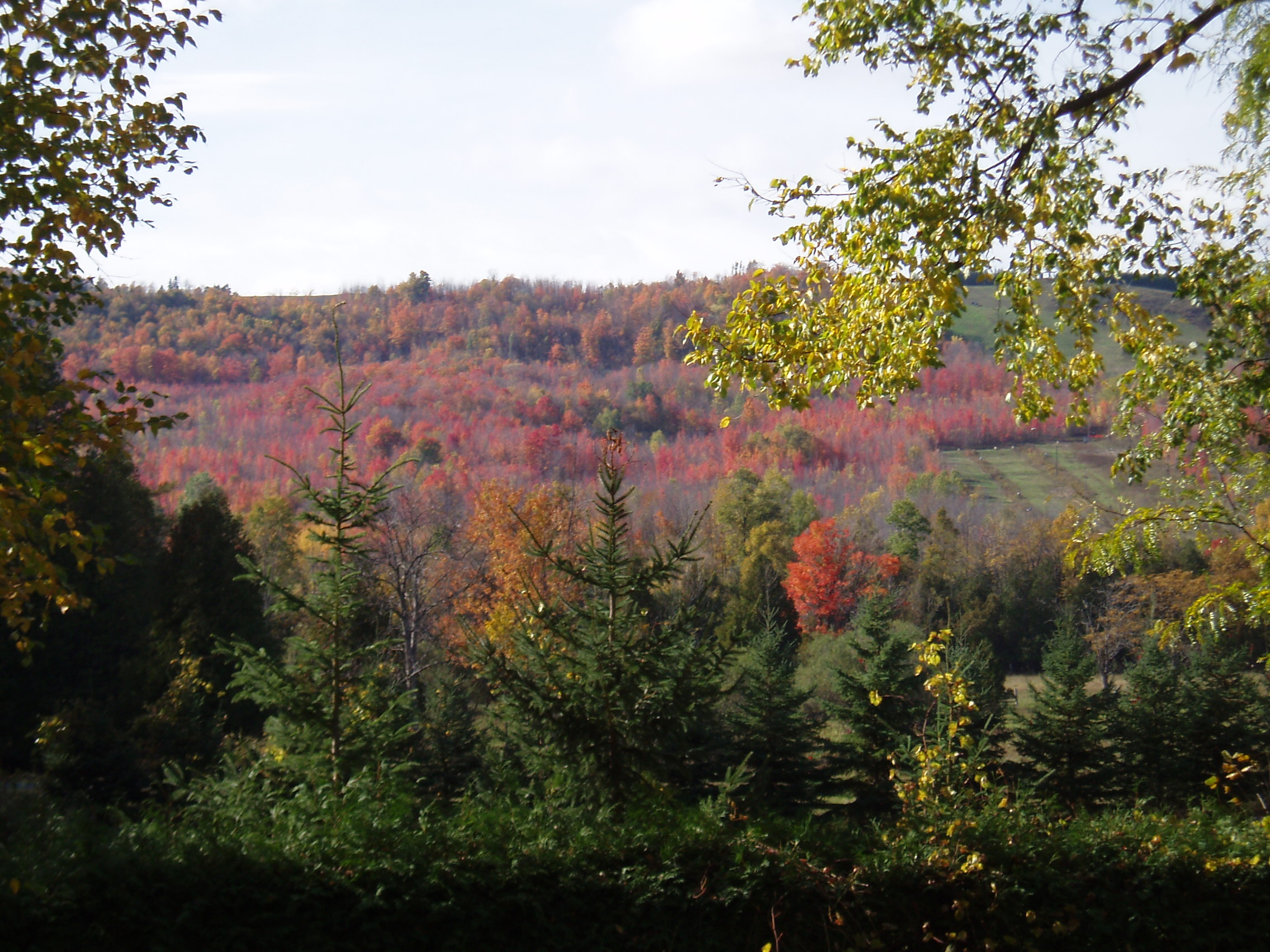 Baixe gratuitamente a imagem Outono, Floresta, Árvore, Cores, Colina, Fofo, Terra/natureza na área de trabalho do seu PC