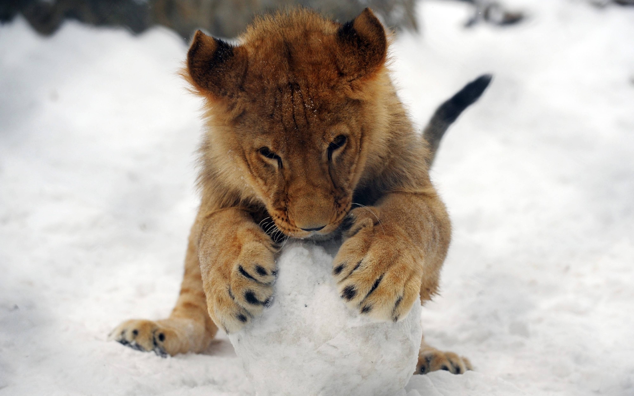 31472 descargar imagen animales, leones, naranja: fondos de pantalla y protectores de pantalla gratis