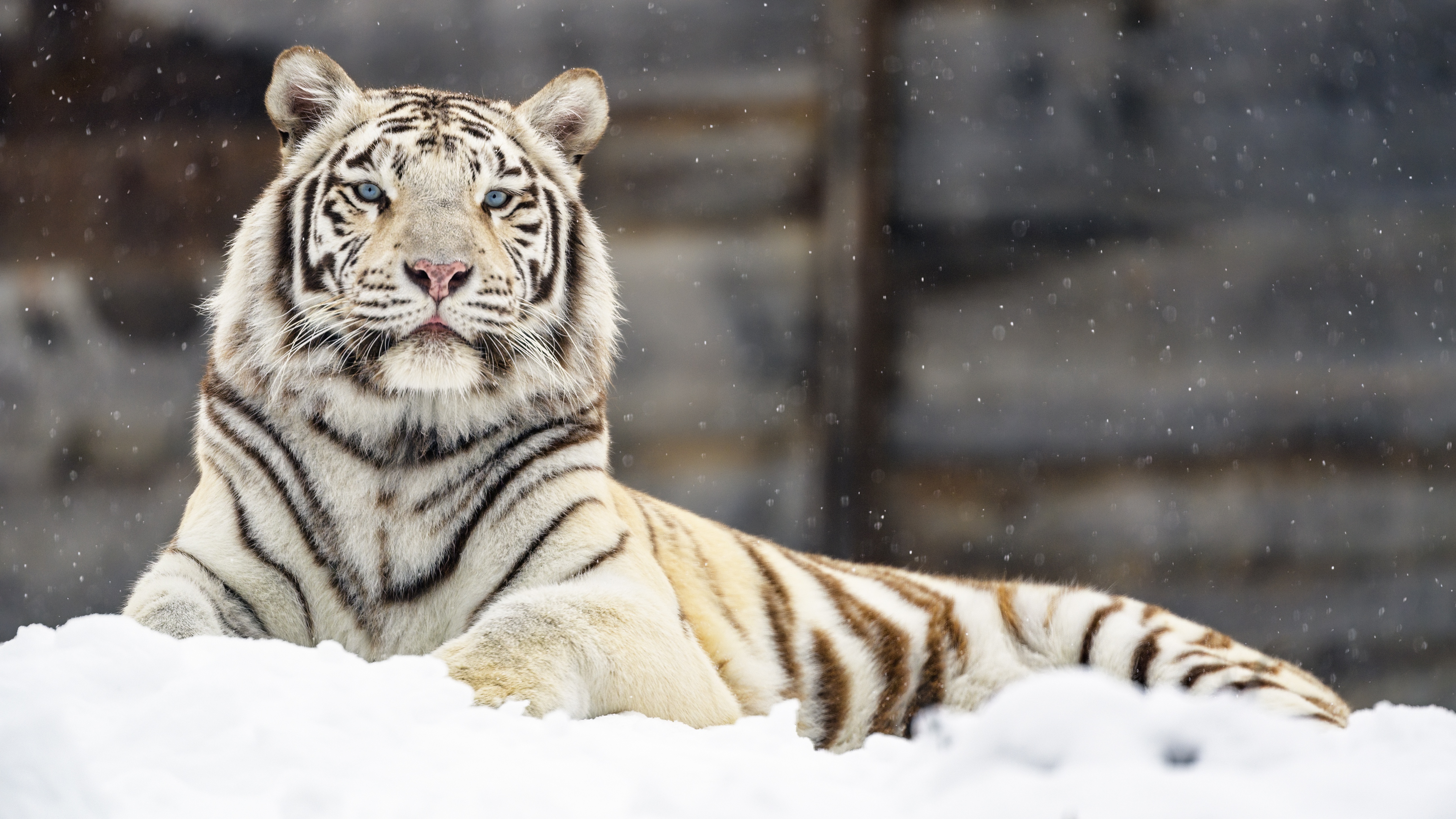 Baixar papel de parede para celular de Animais, Gatos, Tigre Branco gratuito.