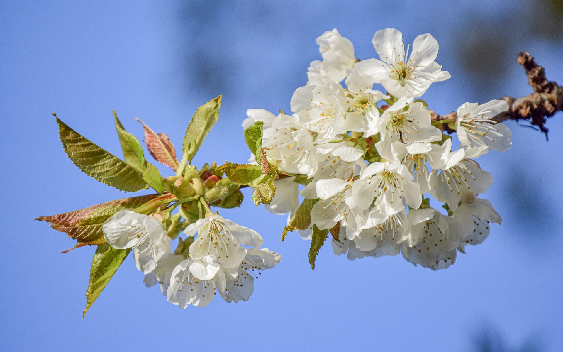 Baixe gratuitamente a imagem Flores, Floração, Primavera, Terra/natureza na área de trabalho do seu PC