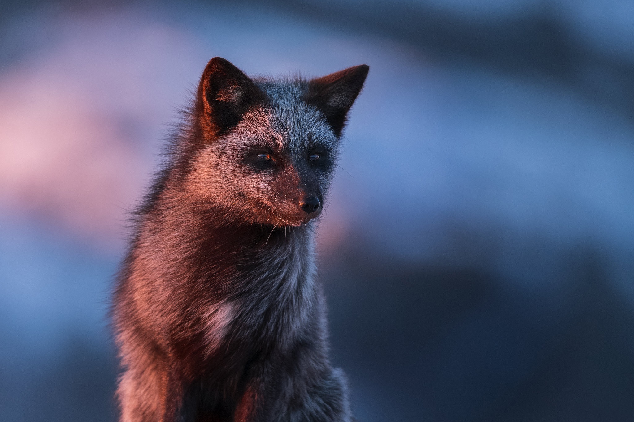 silver fox (animal), animal, fox