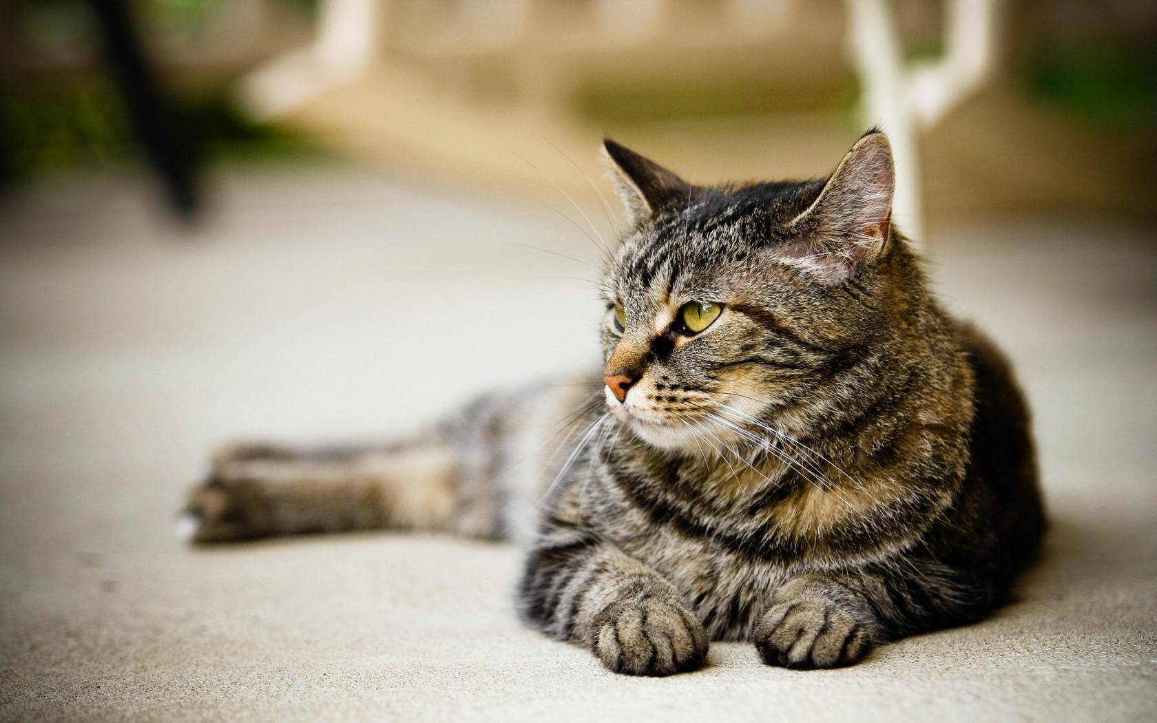 Baixar papel de parede para celular de Animais, Gatos, Gato gratuito.