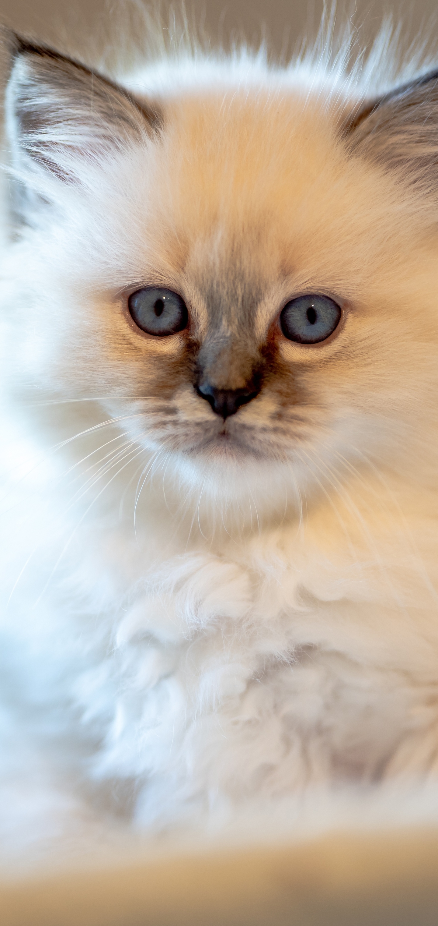 Baixe gratuitamente a imagem Animais, Gatos, Gato, Gatinho, Boneca De Pano, Animal Bebê na área de trabalho do seu PC