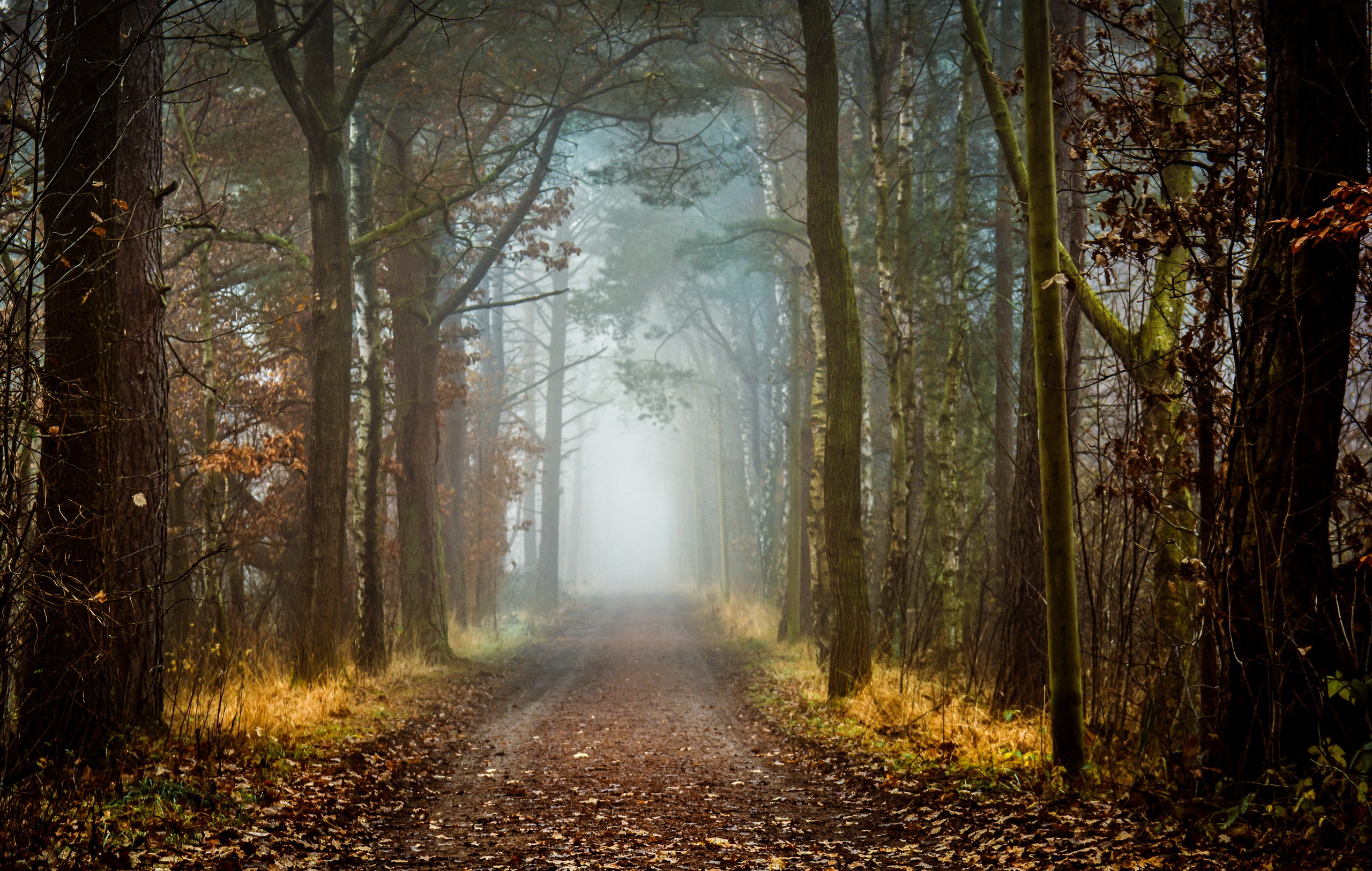 Download mobile wallpaper Nature, Forest, Fog, Fall, Earth, Path, Dirt Road for free.
