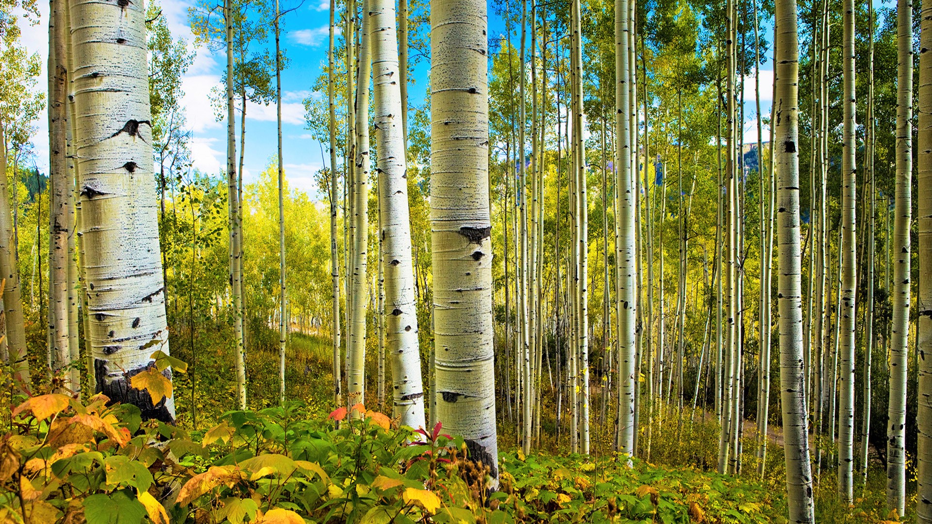 Baixe gratuitamente a imagem Outono, Floresta, Bétula, Terra/natureza na área de trabalho do seu PC