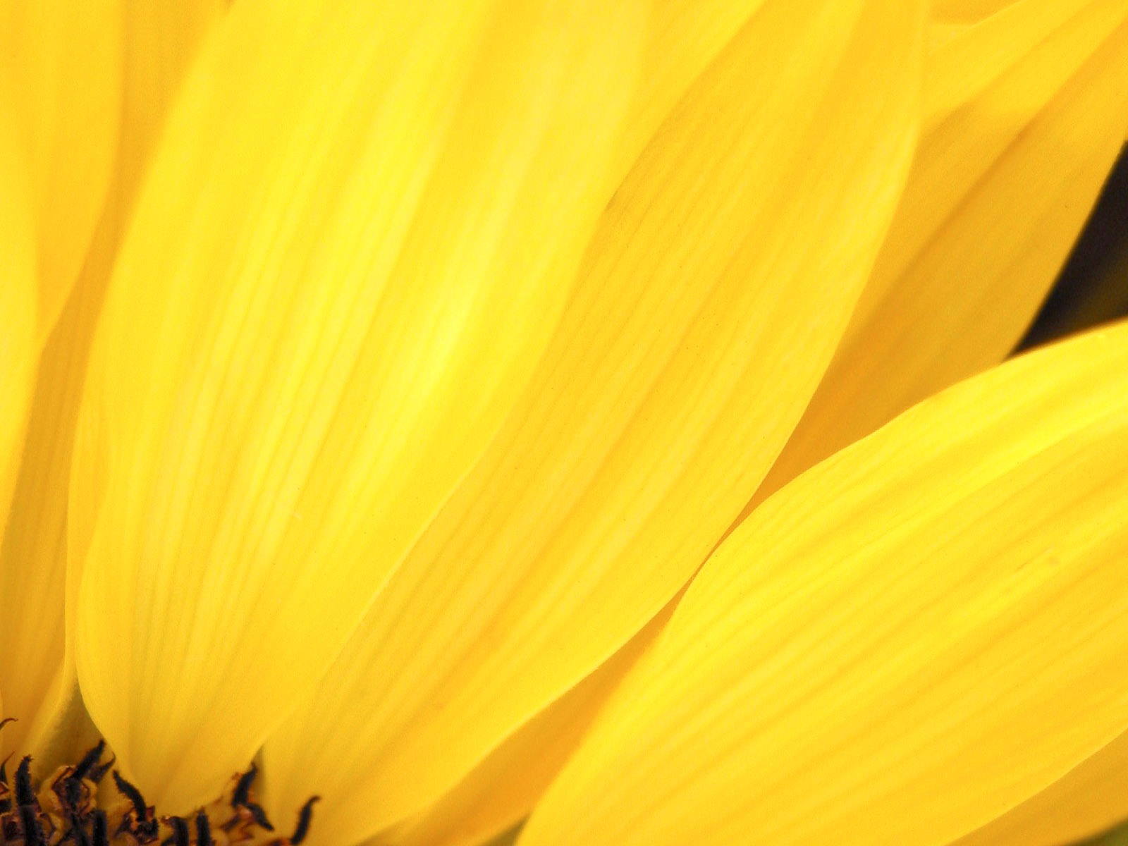 Descarga gratuita de fondo de pantalla para móvil de Flores, Flor, Tierra/naturaleza.