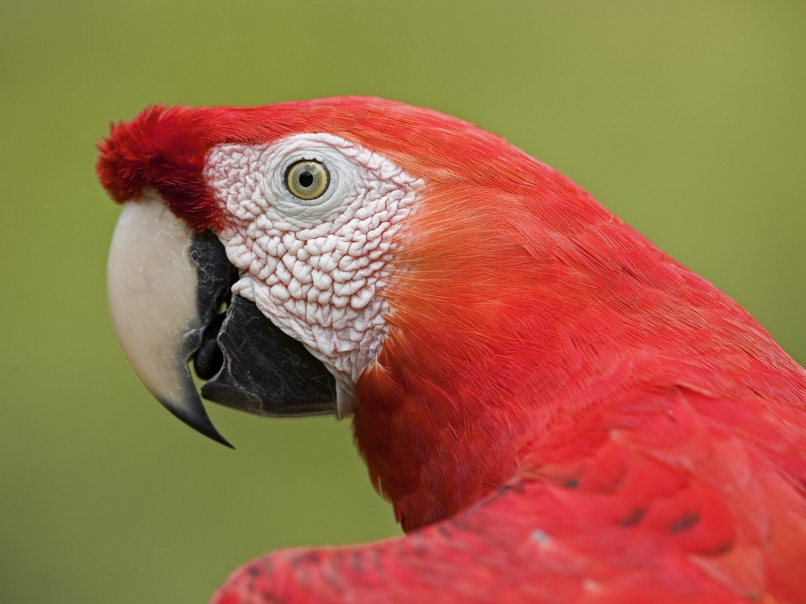 Laden Sie das Tiere, Papageien, Vögel-Bild kostenlos auf Ihren PC-Desktop herunter
