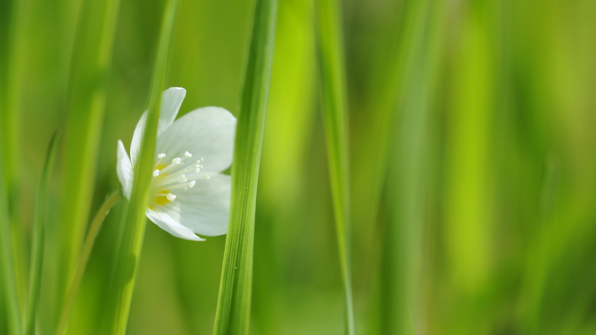 Free download wallpaper Flowers, Flower, Earth on your PC desktop