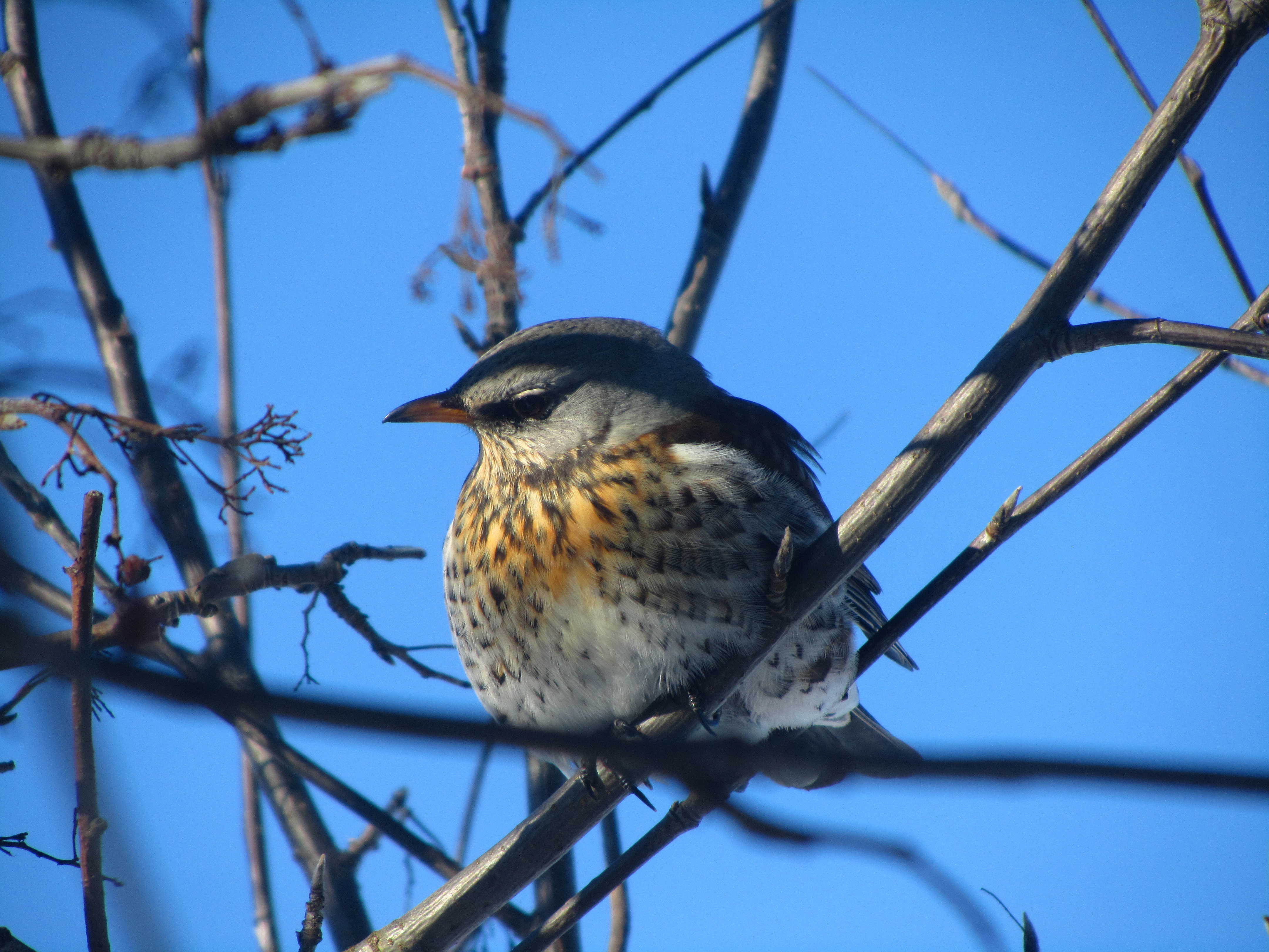 Baixe gratuitamente a imagem Animais, Aves, Pássaro na área de trabalho do seu PC