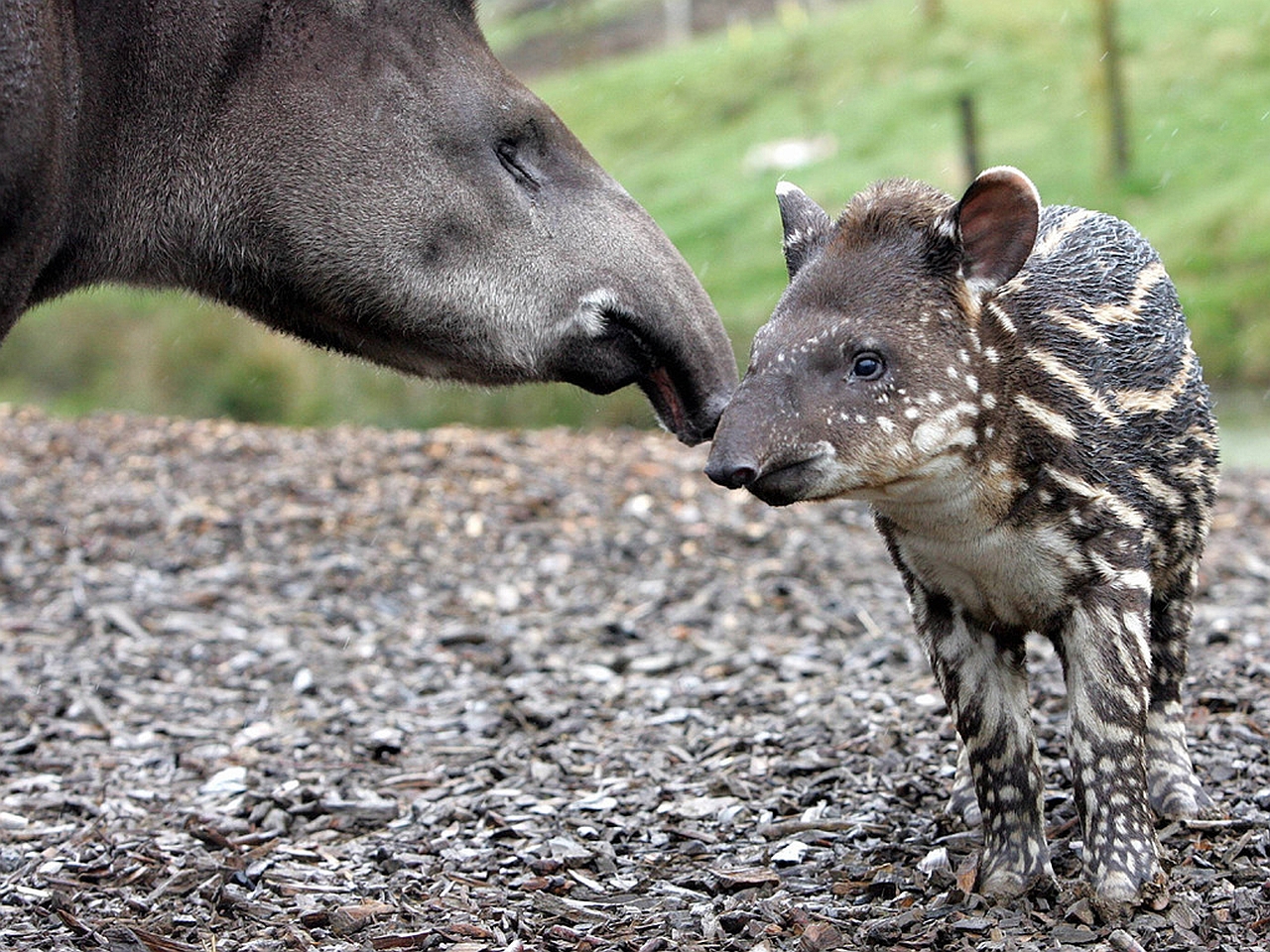 1477792 descargar fondo de pantalla animales, tapir: protectores de pantalla e imágenes gratis