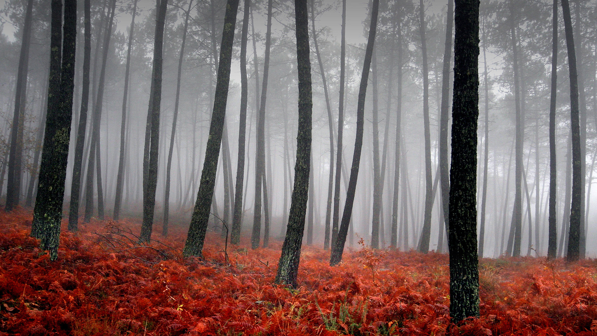 Descarga gratuita de fondo de pantalla para móvil de Niebla, Tierra/naturaleza.