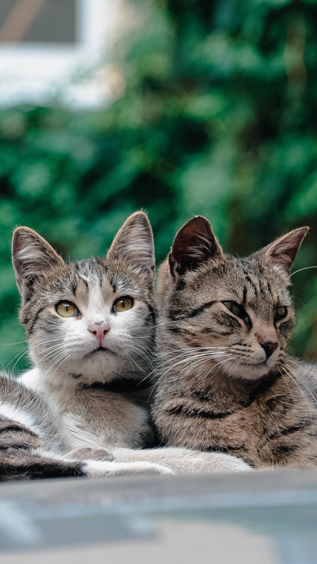 Download mobile wallpaper Cats, Cat, Animal for free.