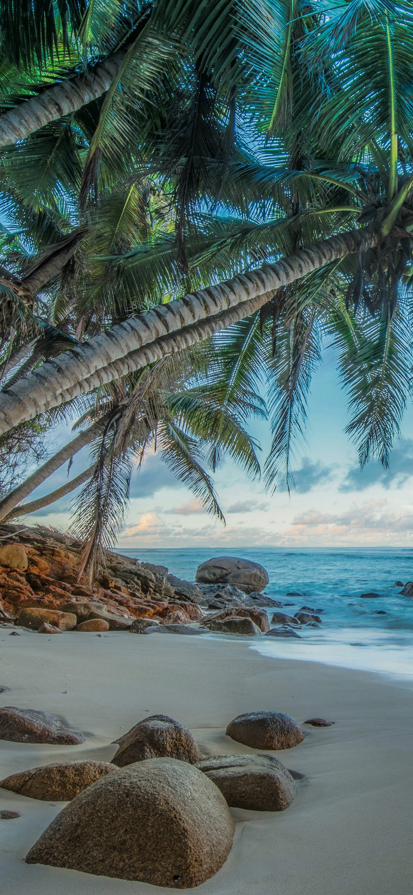 Download mobile wallpaper Beach, Hdr, Tropical, Photography, Palm Tree for free.