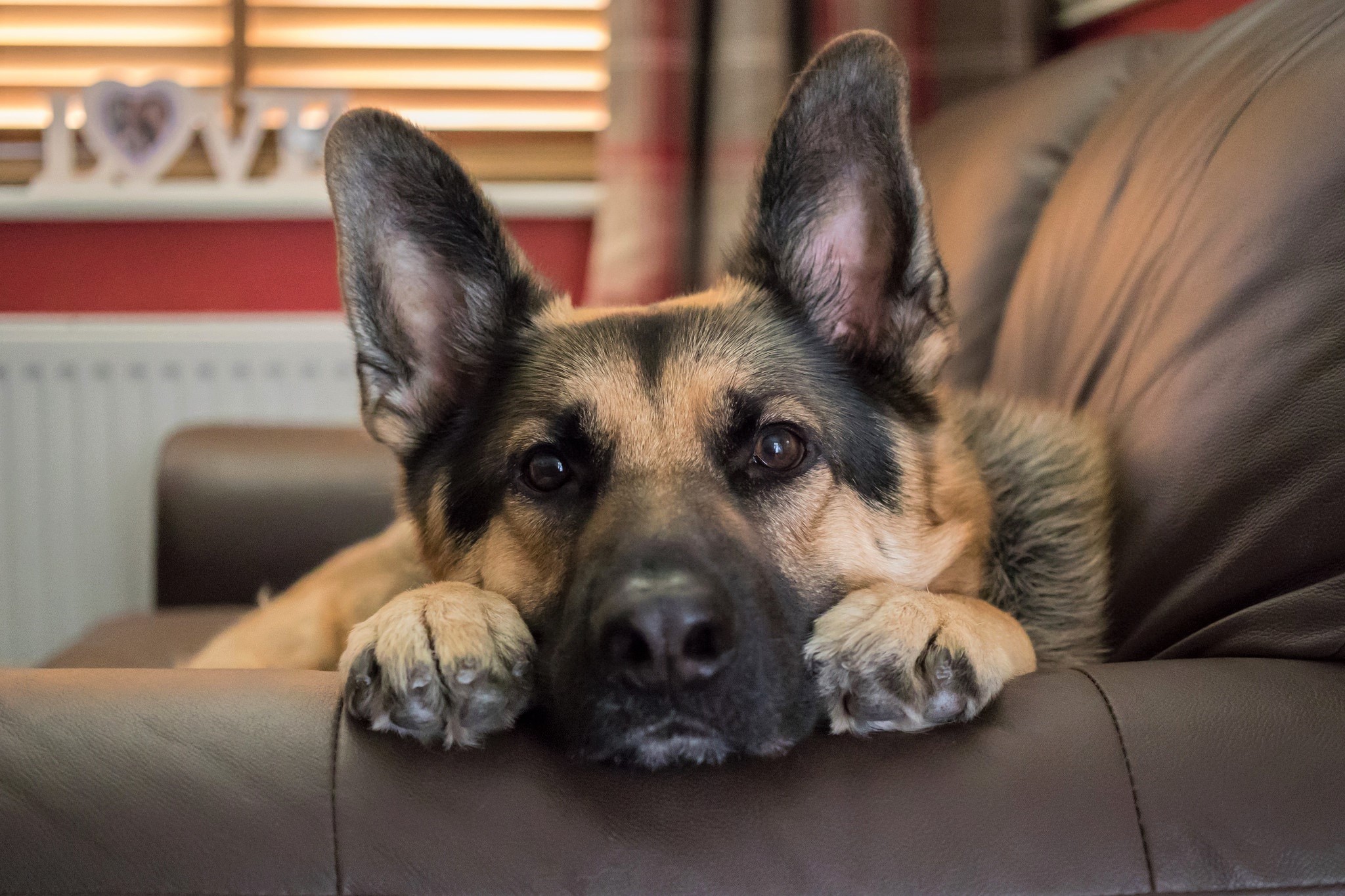 PCデスクトップに動物, 犬, 顔, ジャーマンシェパード, 見詰める画像を無料でダウンロード