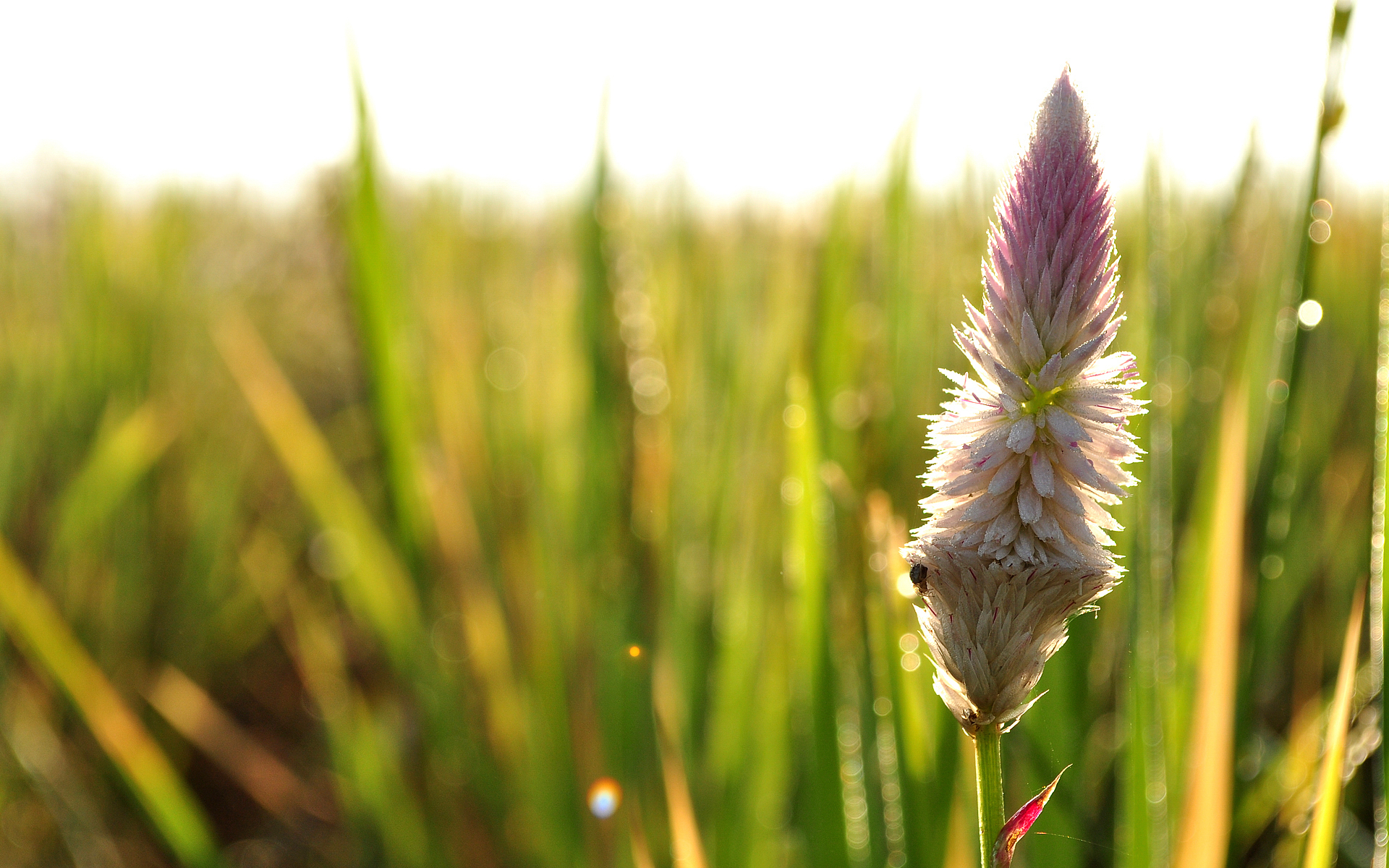 Laden Sie das Blumen, Blume, Erde/natur-Bild kostenlos auf Ihren PC-Desktop herunter