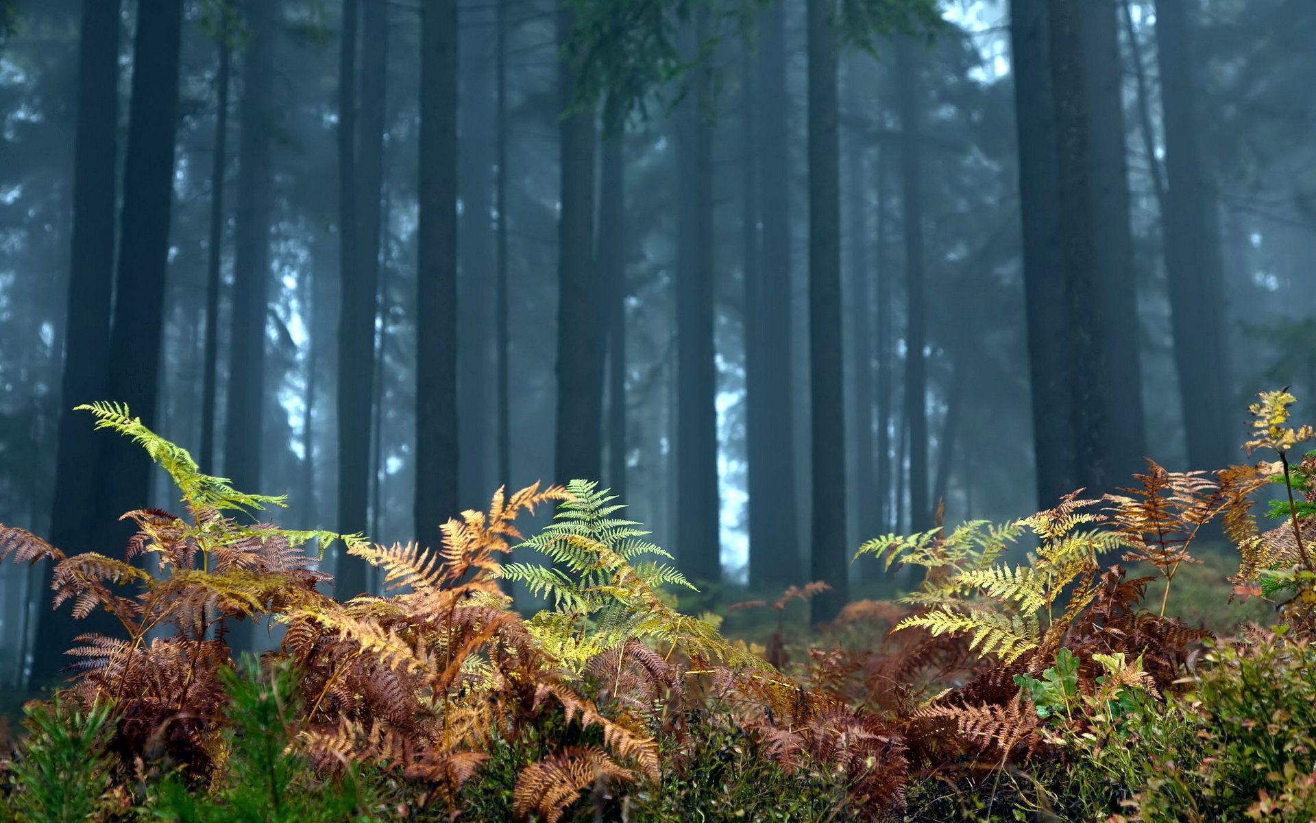 nature, trees, autumn, fern, forest, foreground