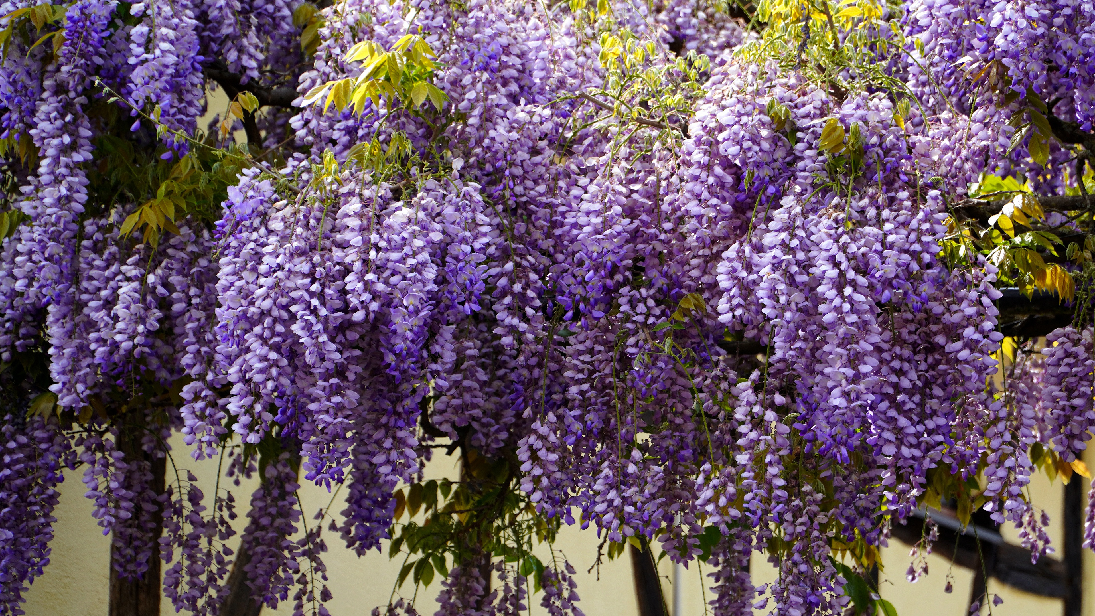 Download mobile wallpaper Flowers, Flower, Branch, Earth, Wisteria for free.