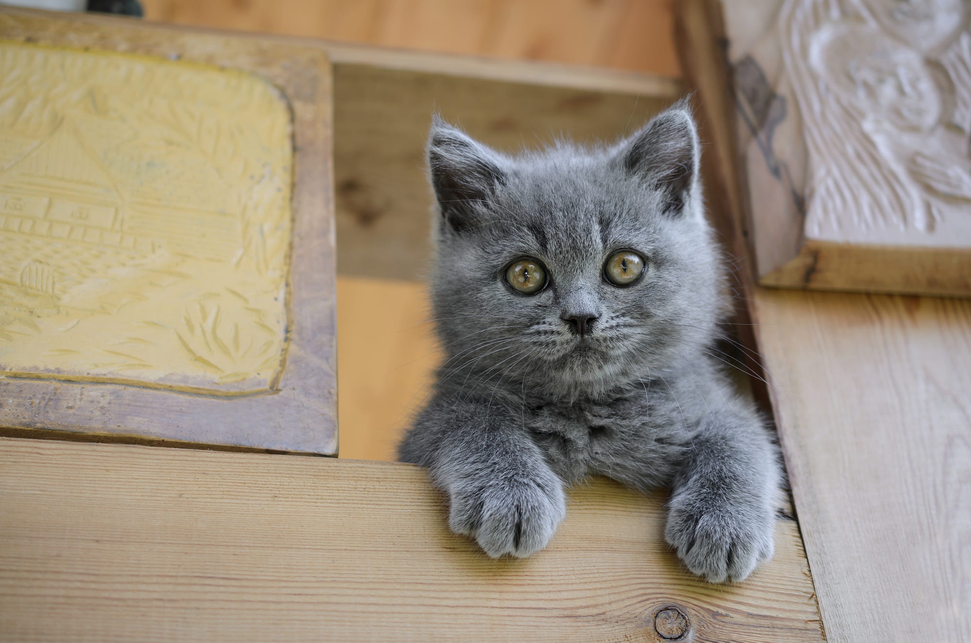 Handy-Wallpaper Tiere, Katzen, Kätzchen, Britisch Kurzhaar, Tierbaby kostenlos herunterladen.
