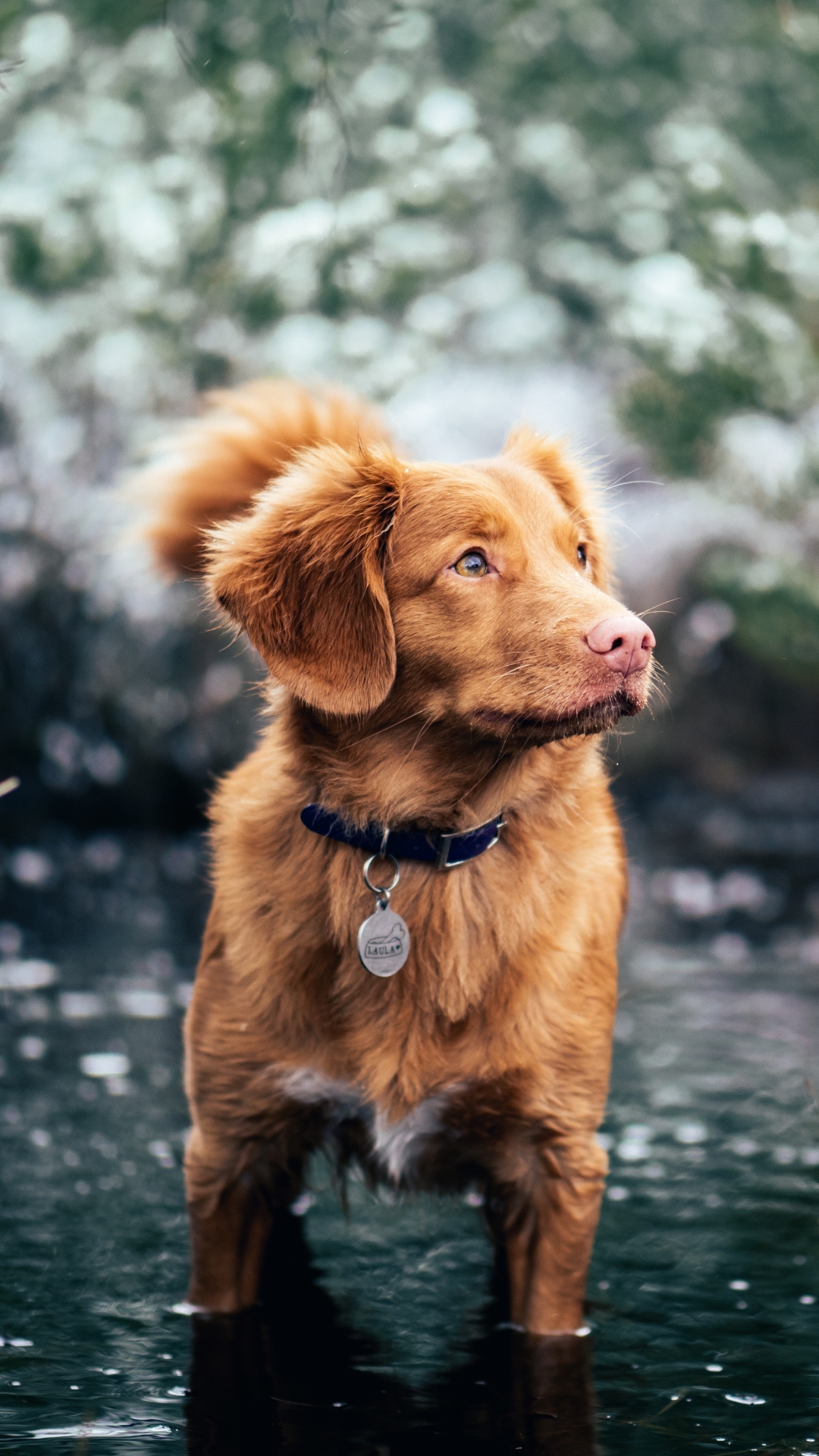 Handy-Wallpaper Tiere, Hunde, Hund, Nova Scotia Duck Tolling Retriever kostenlos herunterladen.
