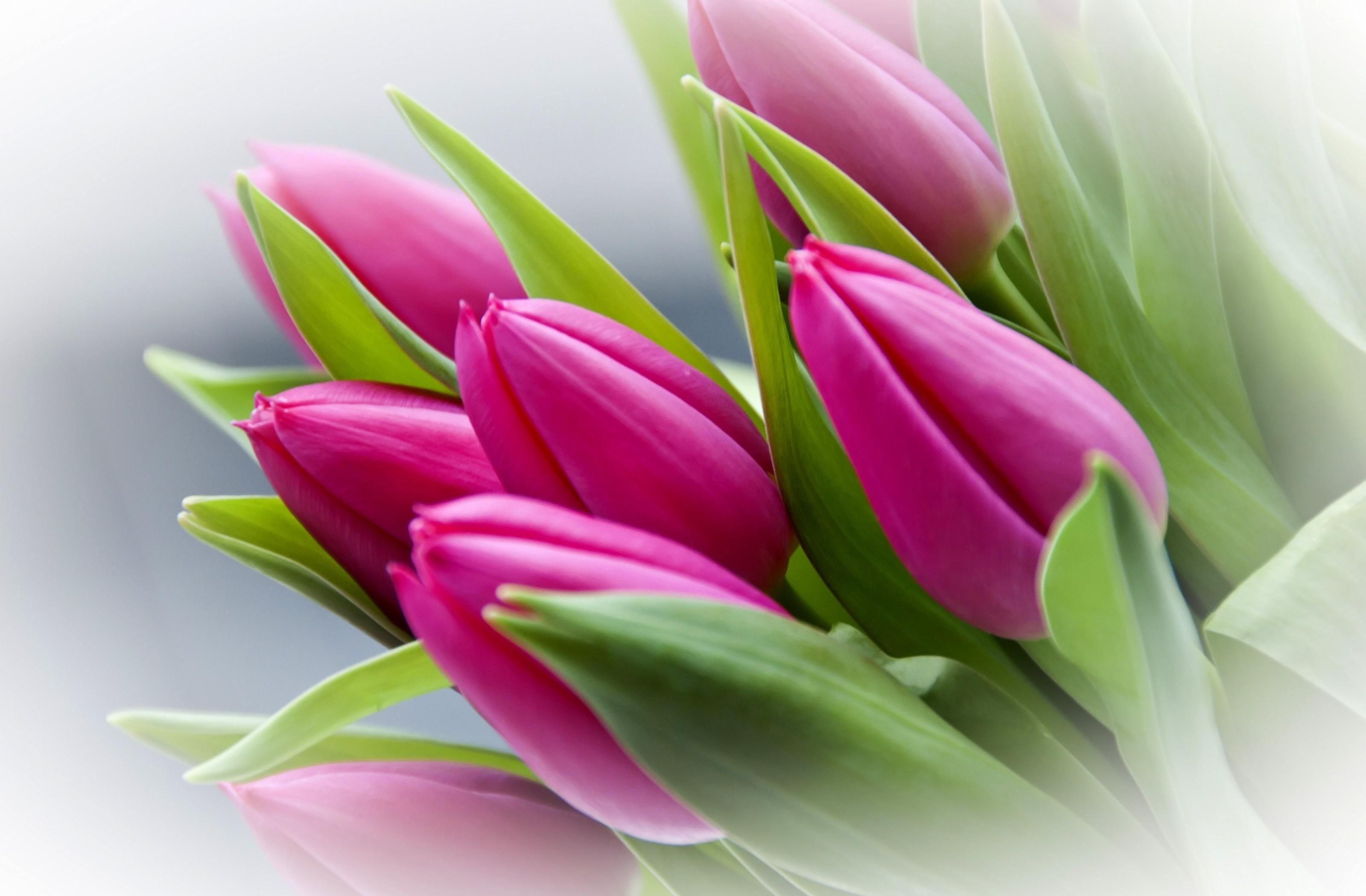 tulips, flowers, blur, smooth, bouquet, buds