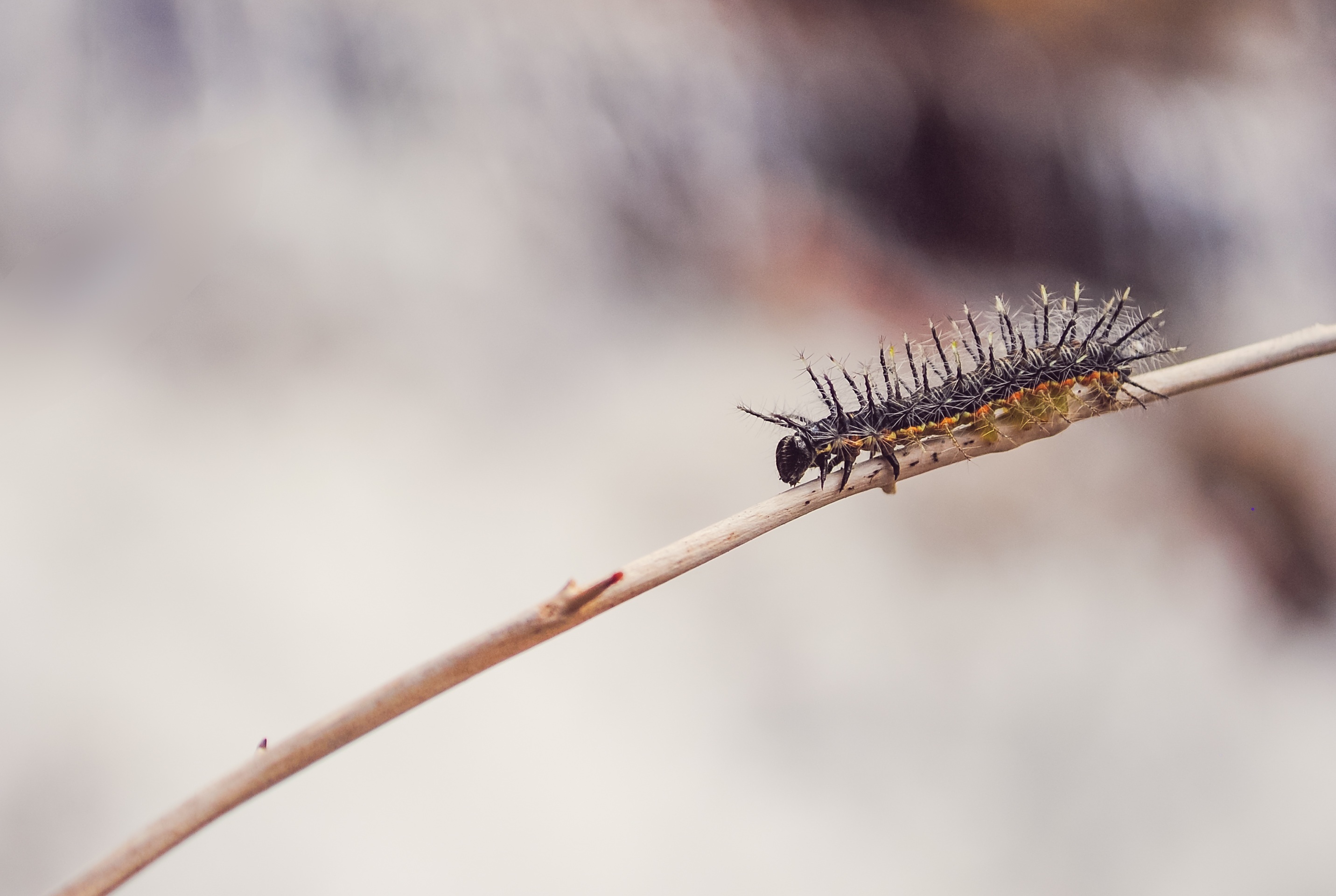 Download mobile wallpaper Caterpillar, Macro, Branch, Insect for free.