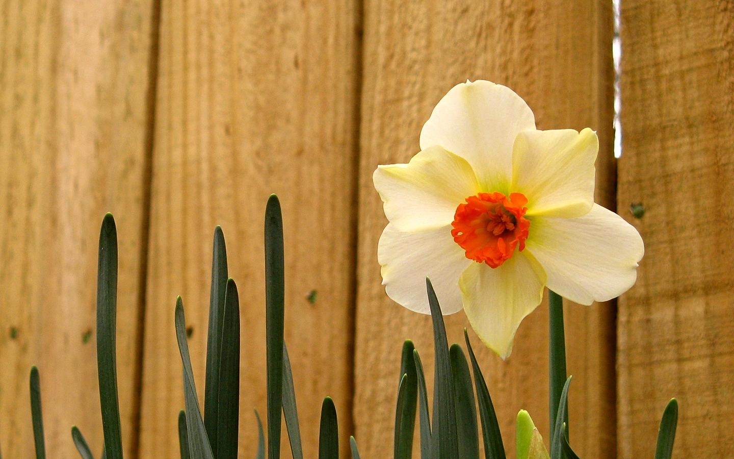 Téléchargez des papiers peints mobile Fleurs, Plantes, Narcisses gratuitement.