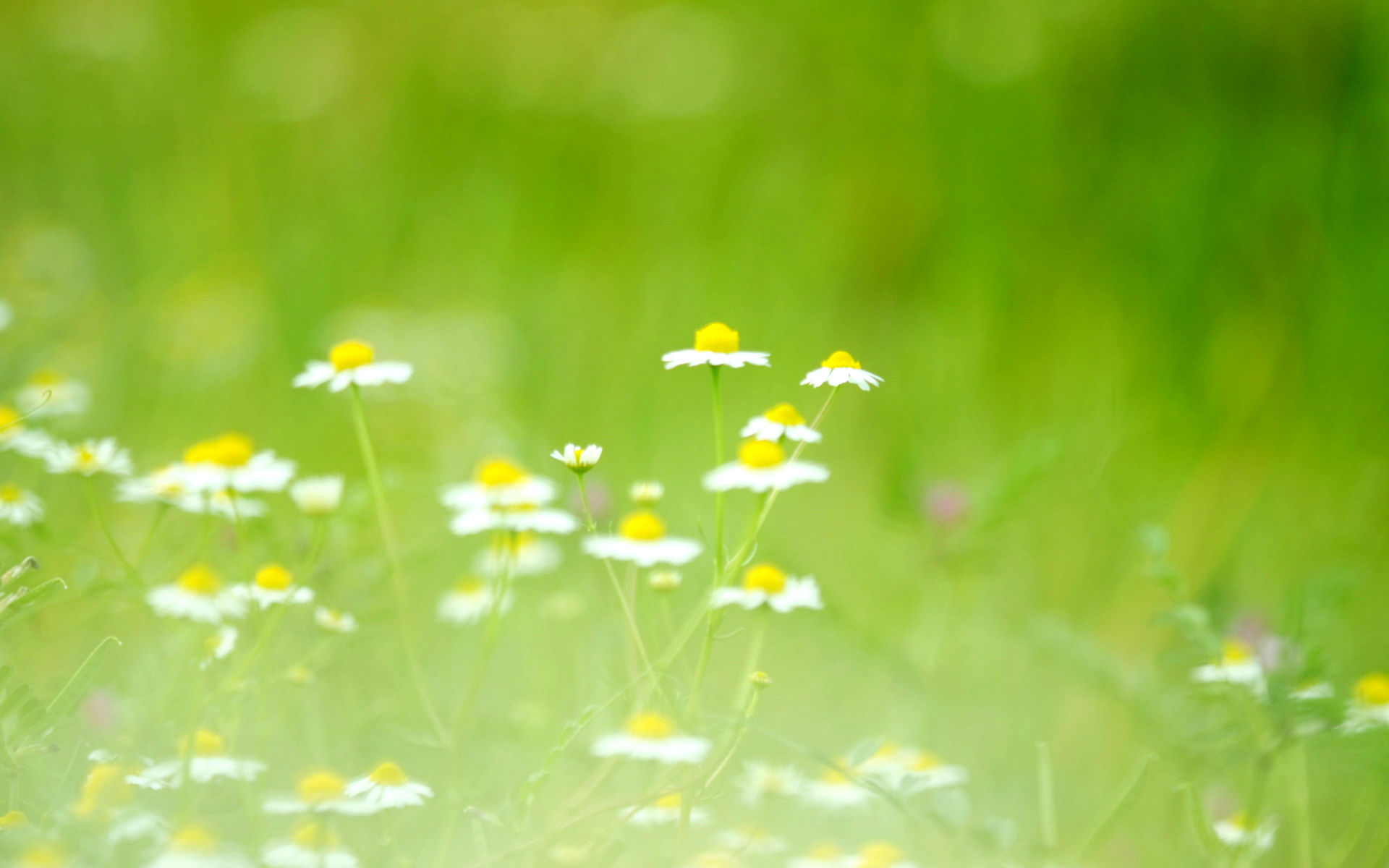 Laden Sie das Blumen, Blume, Erde/natur-Bild kostenlos auf Ihren PC-Desktop herunter