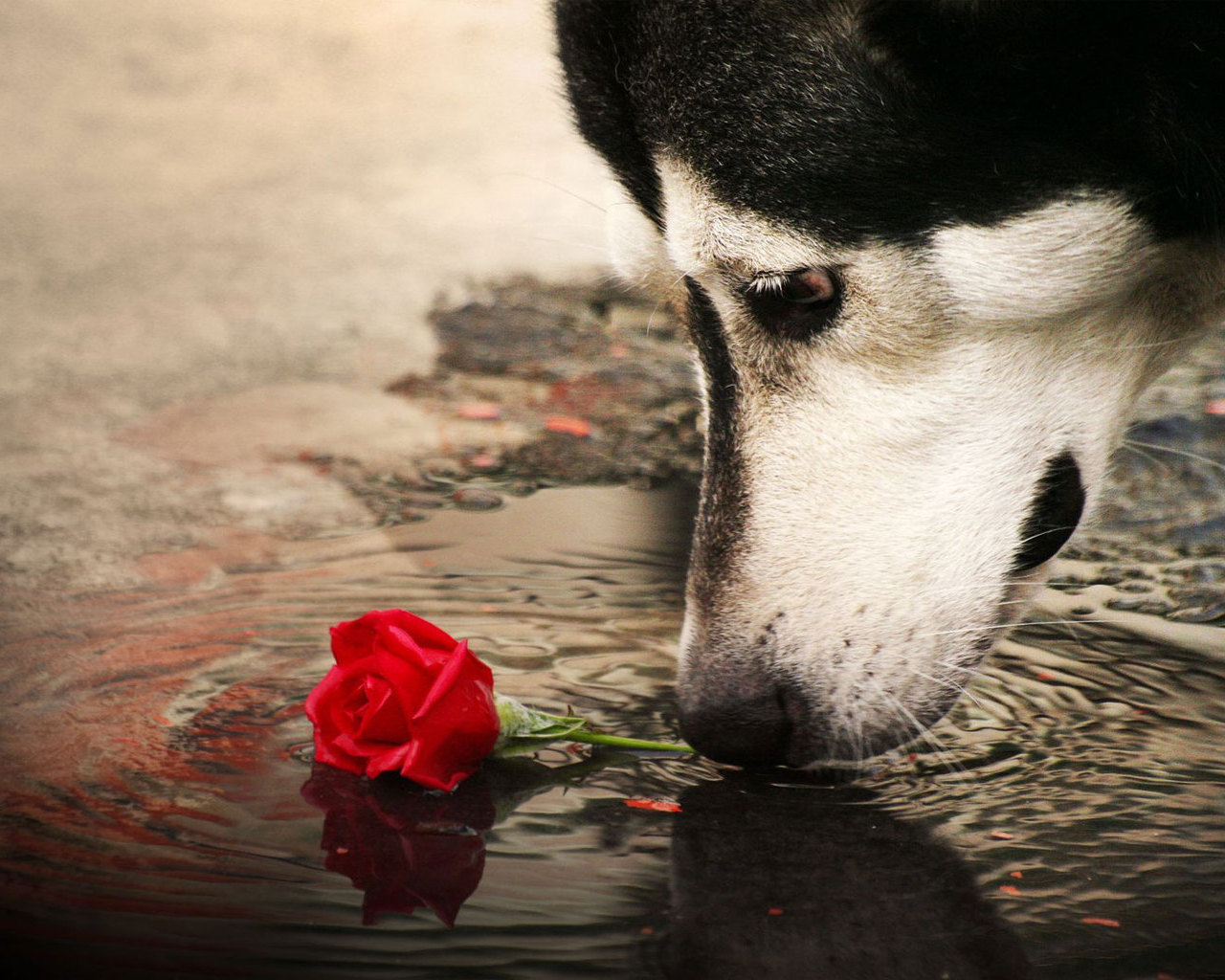 Baixe gratuitamente a imagem Animais, Cão na área de trabalho do seu PC