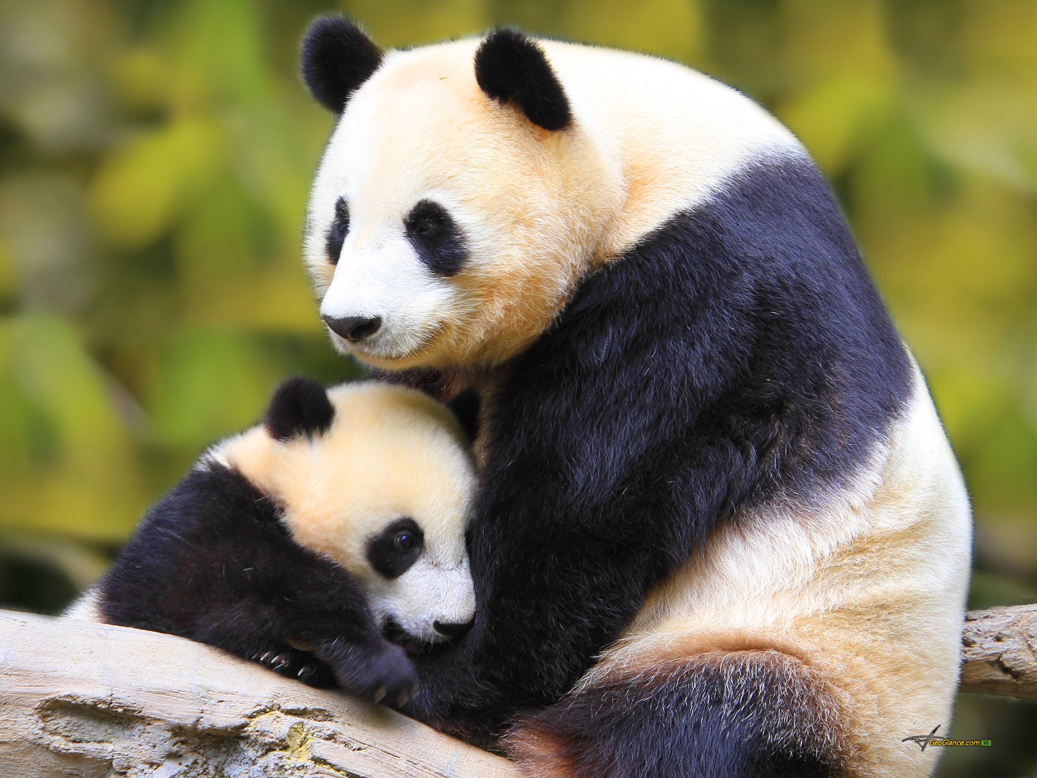 Download mobile wallpaper Animal, Panda for free.