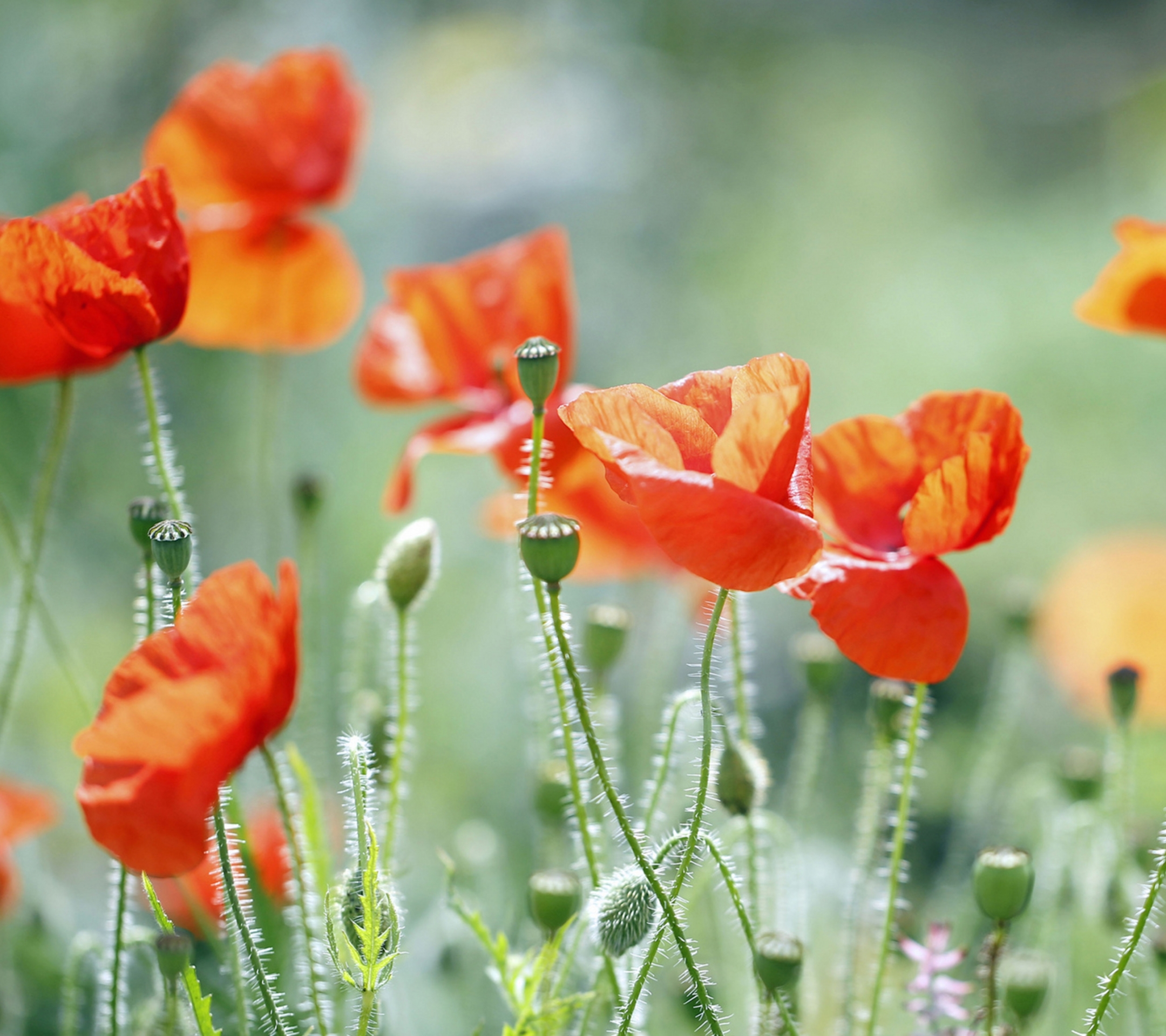 Free download wallpaper Flowers, Earth, Poppy on your PC desktop