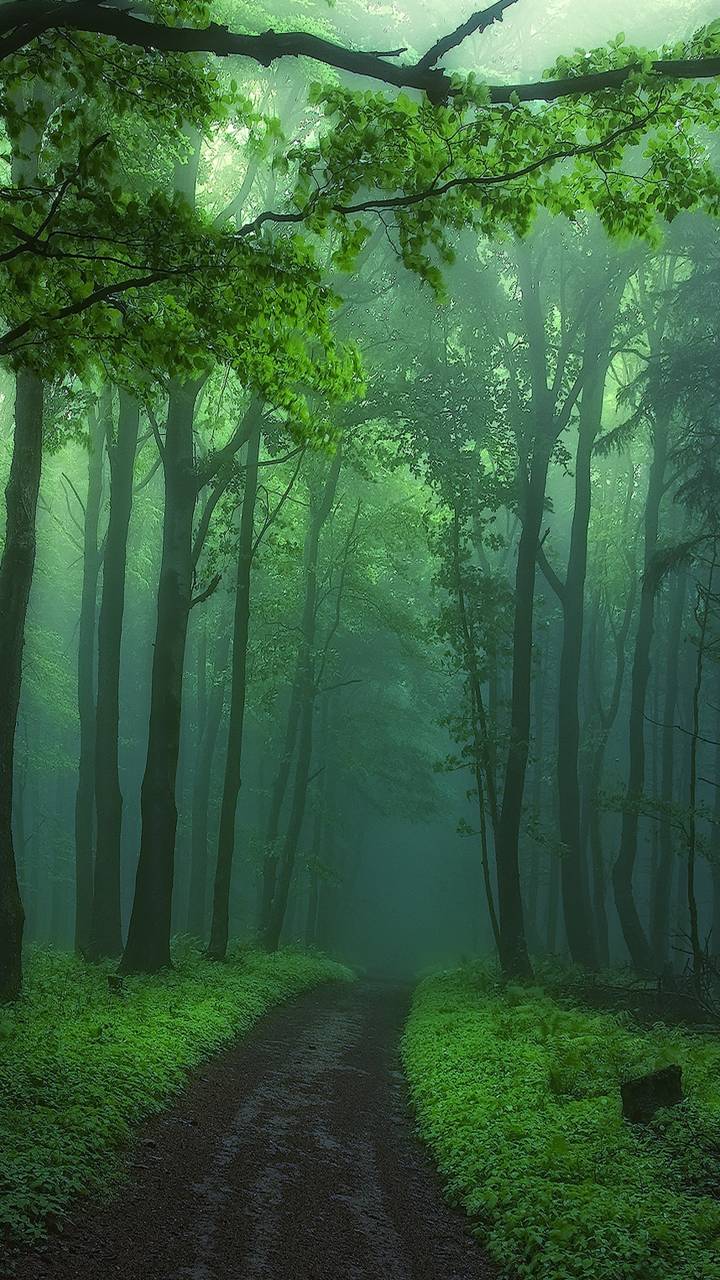 Скачать картинку Дорога, Лес, Дерево, Туман, Земля, Зеленый, Дорожка, Земля/природа в телефон бесплатно.