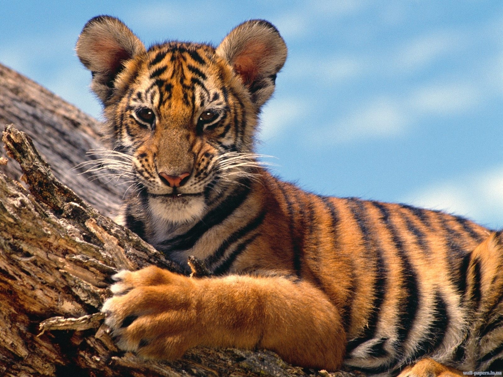 7596 descargar imagen animales, tigres, naranja: fondos de pantalla y protectores de pantalla gratis