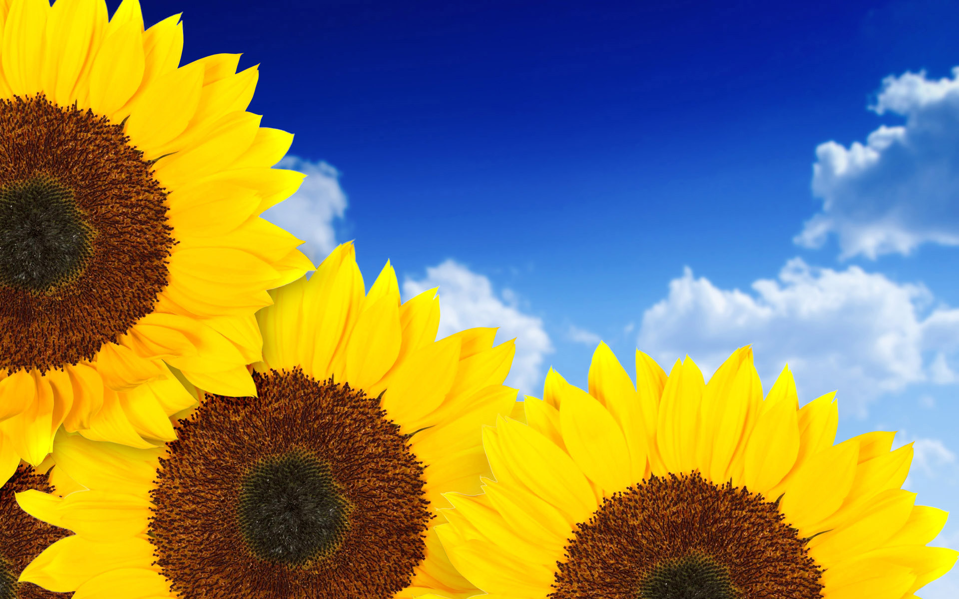 162947 Hintergrundbild herunterladen sonnenblume, erde/natur, blumen - Bildschirmschoner und Bilder kostenlos
