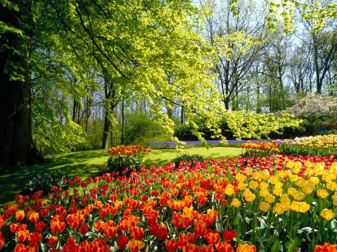 Handy-Wallpaper Blumen, Tulpen, Bäume, Landschaft, Pflanzen kostenlos herunterladen.