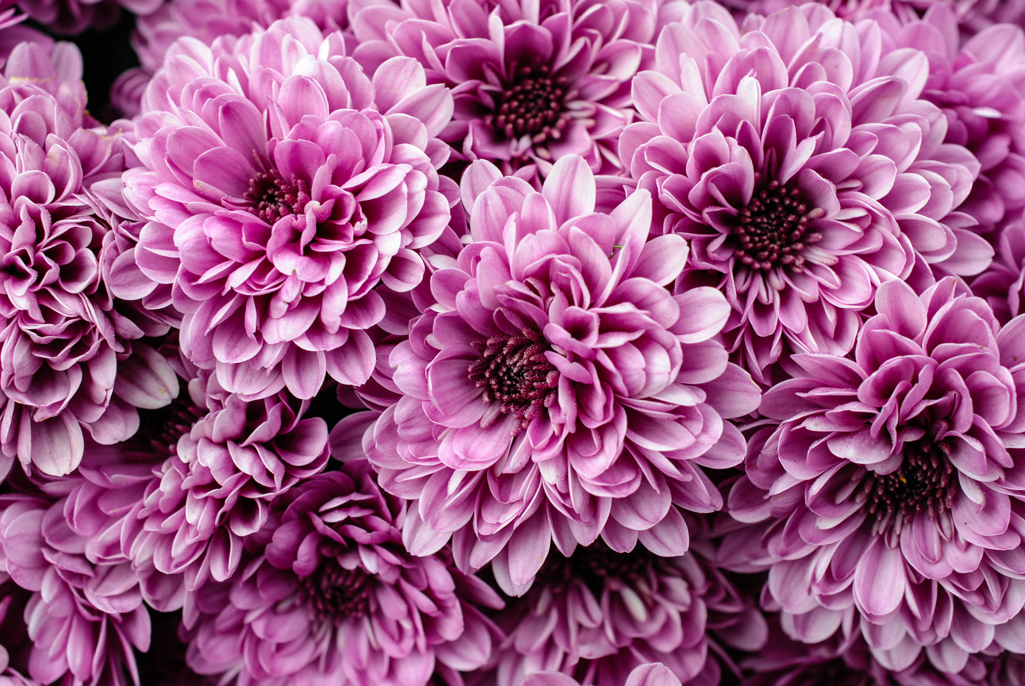 無料モバイル壁紙フラワーズ, 菊, 花, 地球, 紫色の花をダウンロードします。