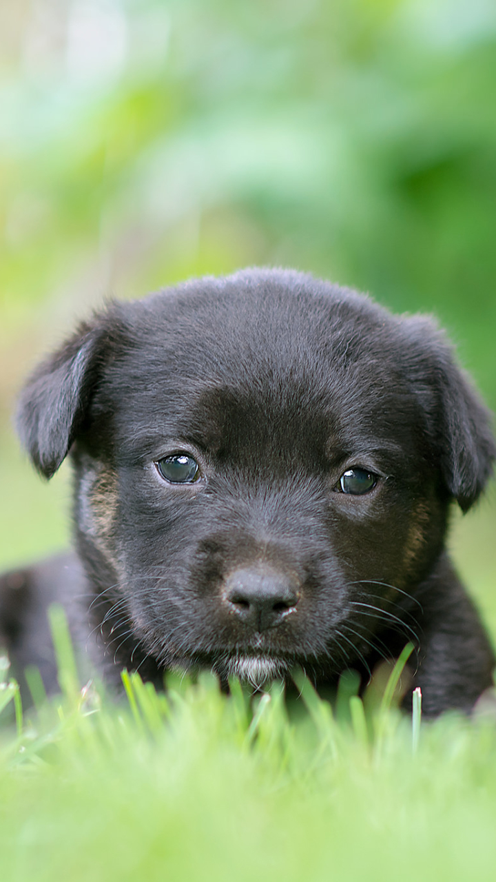 Download mobile wallpaper Dogs, Dog, Blur, Animal, Puppy, Baby Animal for free.