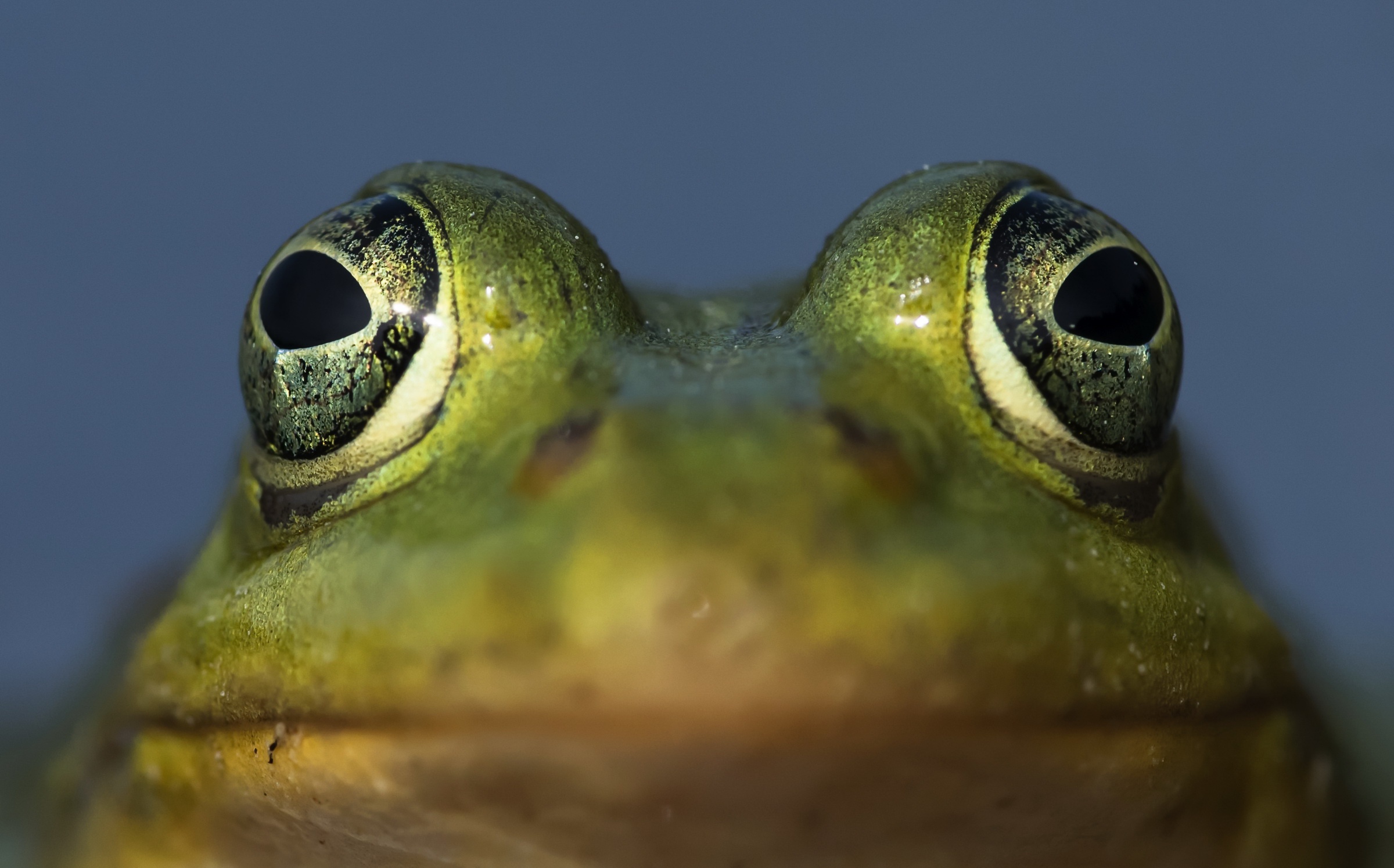 Laden Sie das Tiere, Frösche, Makro, Frosch, Amphibie-Bild kostenlos auf Ihren PC-Desktop herunter