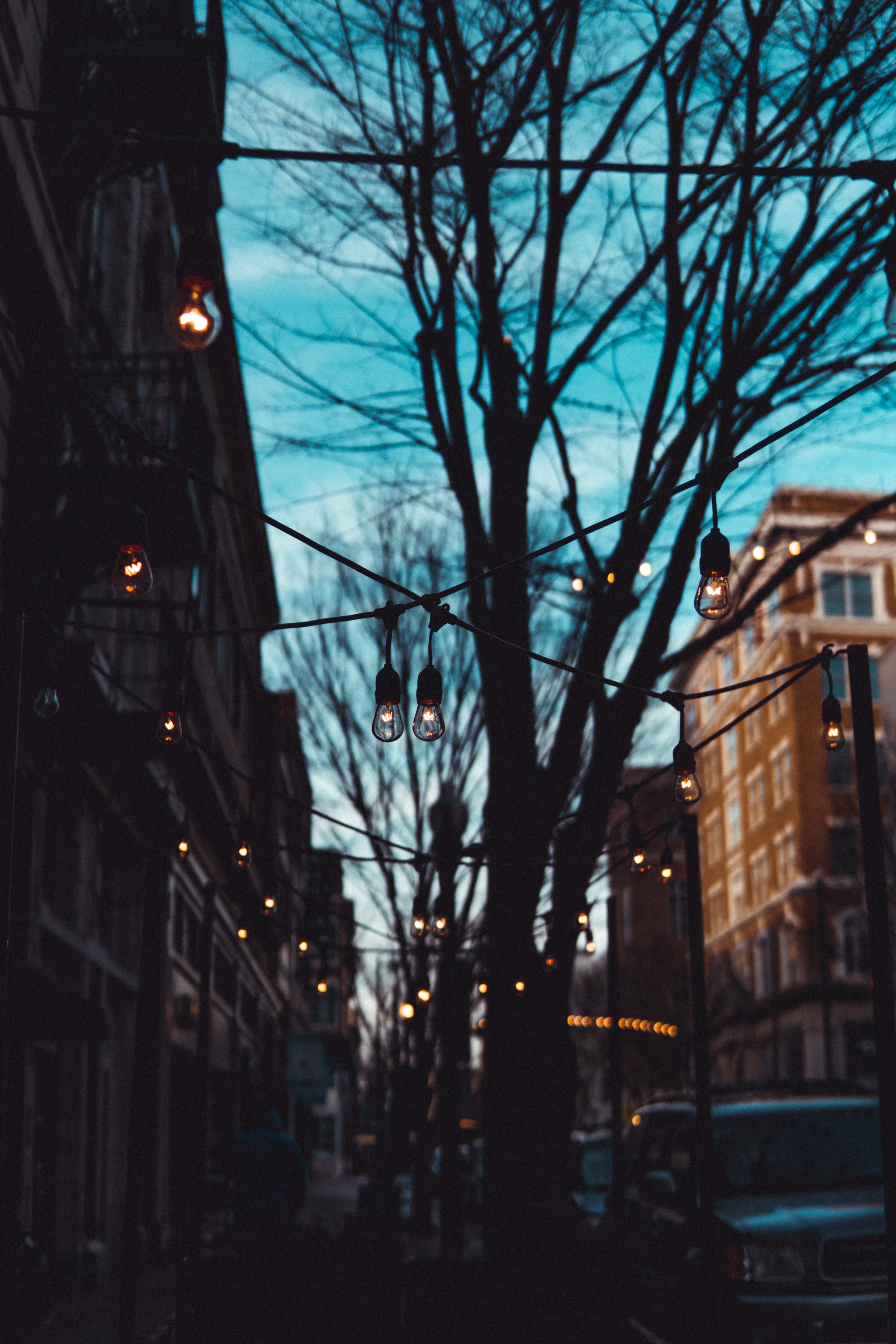 lamp, lamps, cities, trees, evening, street