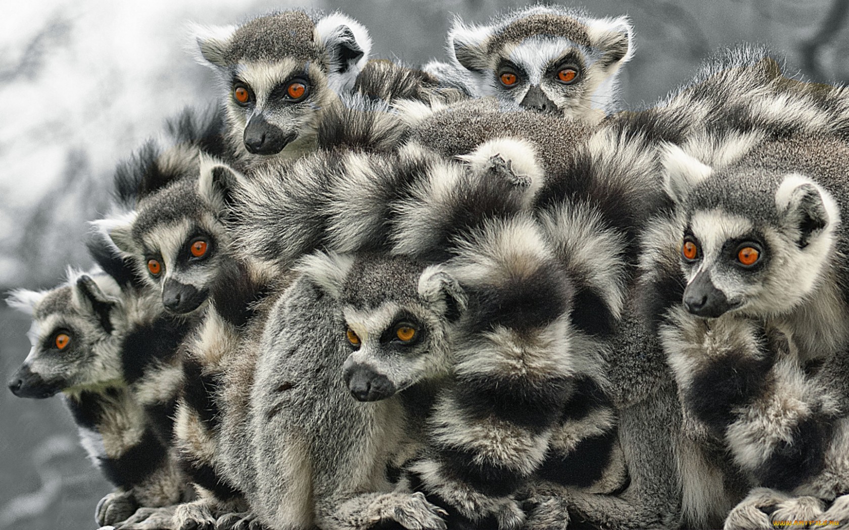 318629 descargar imagen animales, lémur, monos: fondos de pantalla y protectores de pantalla gratis