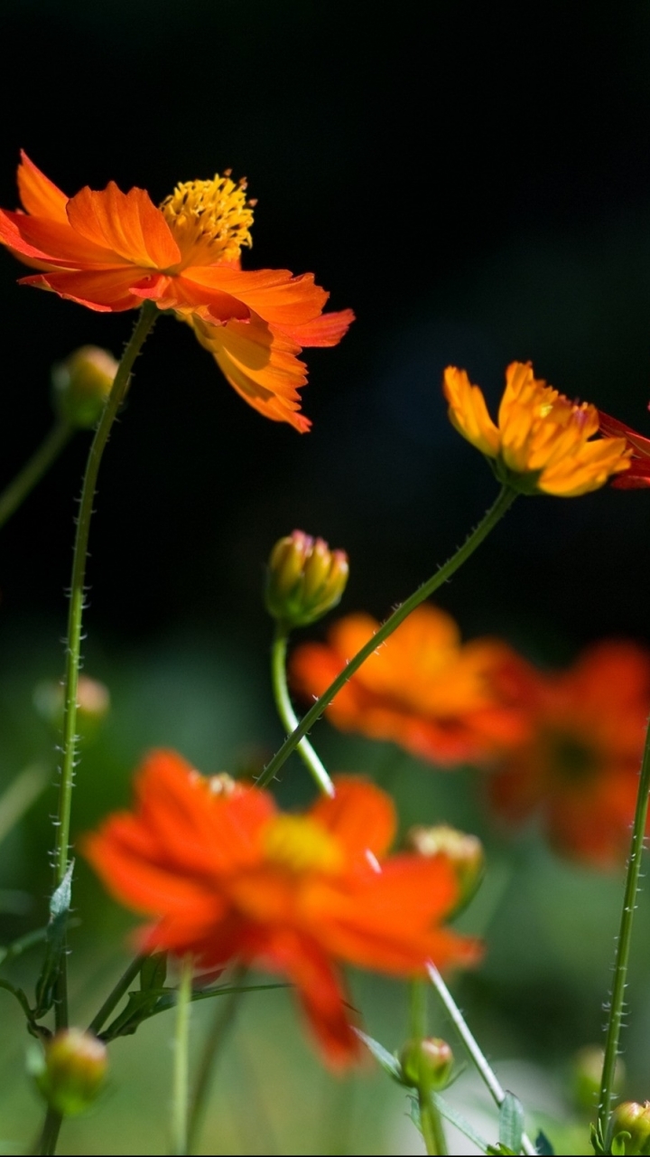 Téléchargez des papiers peints mobile Fleurs, Fleur, Terre/nature gratuitement.