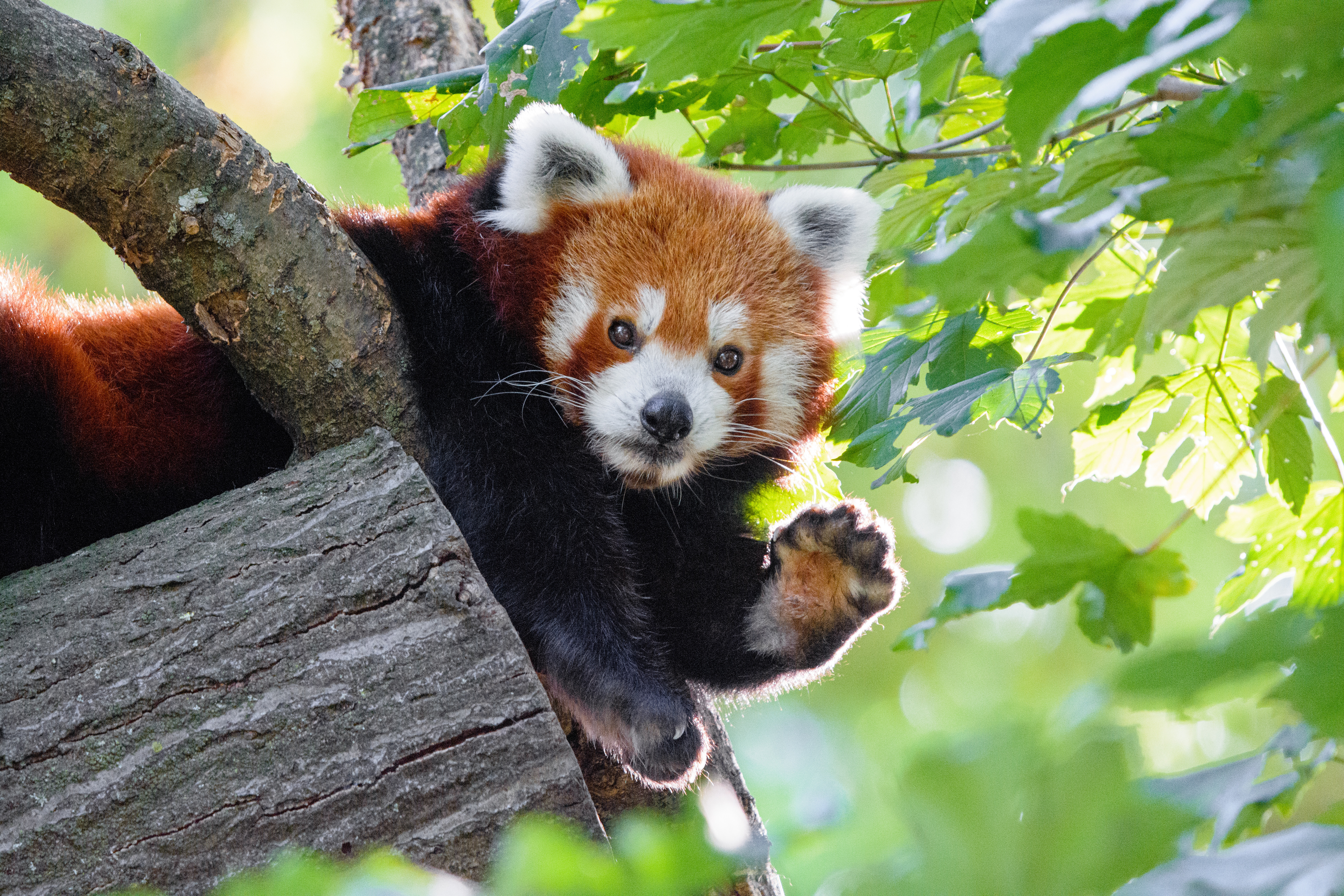 80573 скачать картинку красная панда, забавный, животные, животное, лапа - обои и заставки бесплатно