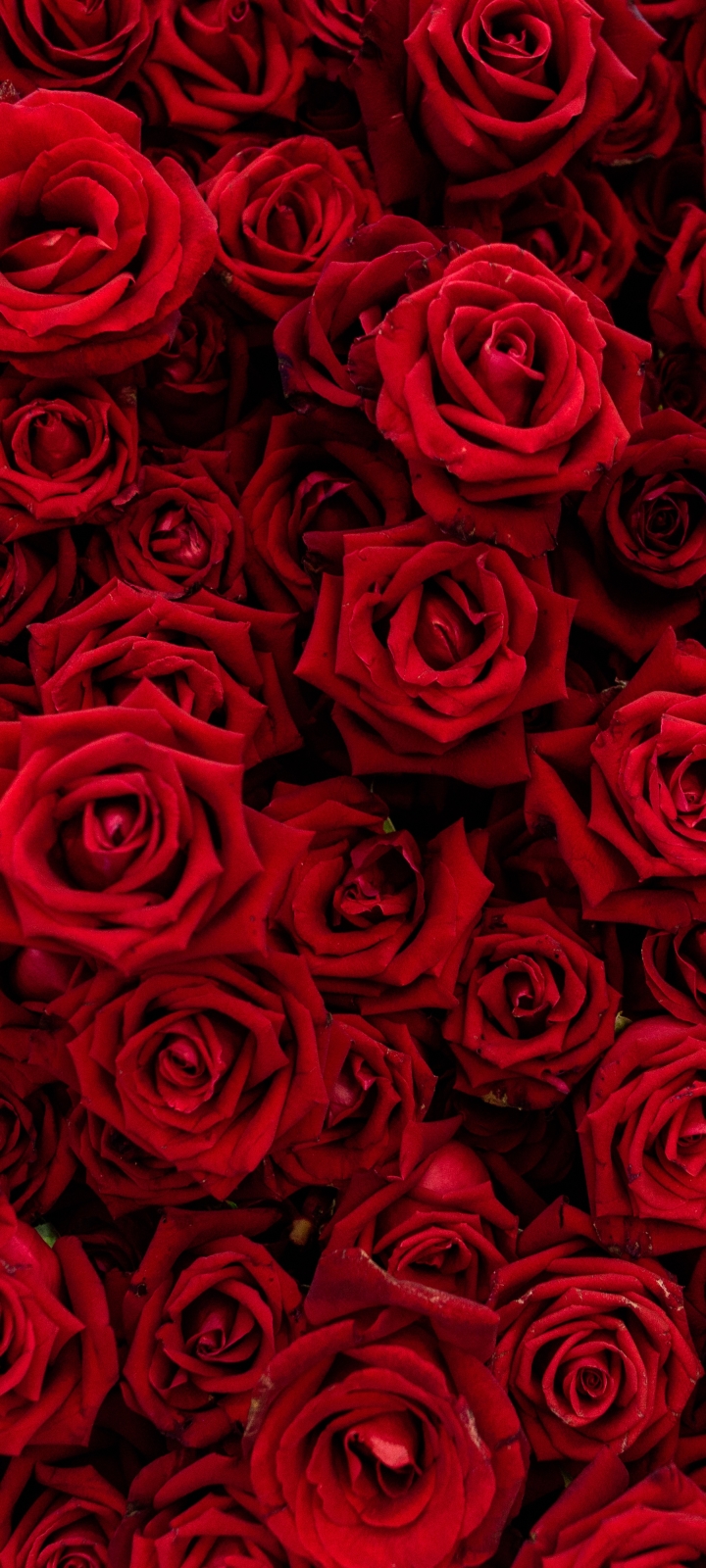 Handy-Wallpaper Blumen, Blume, Rose, Rote Blume, Erde/natur kostenlos herunterladen.