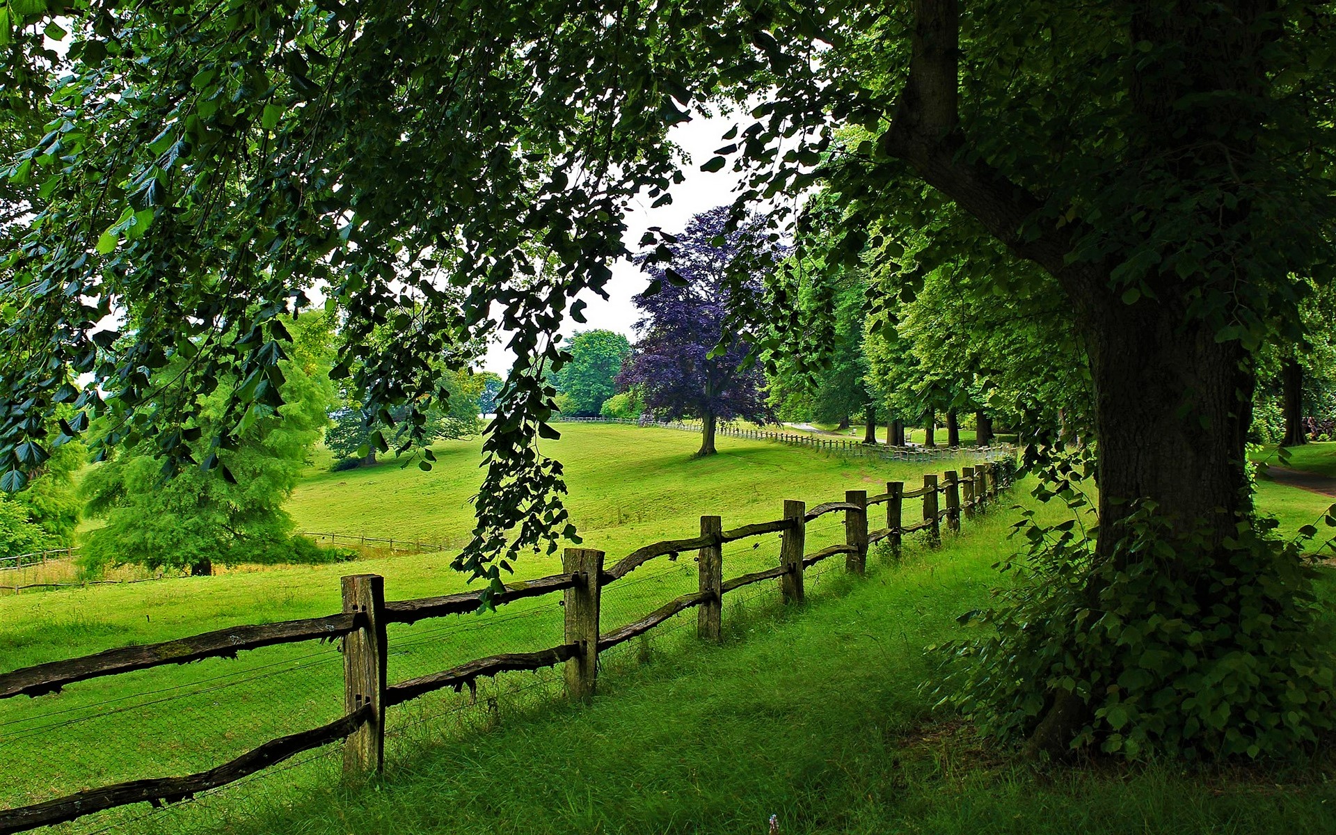 Download mobile wallpaper Tree, Earth, Field, Fence, Greenery for free.