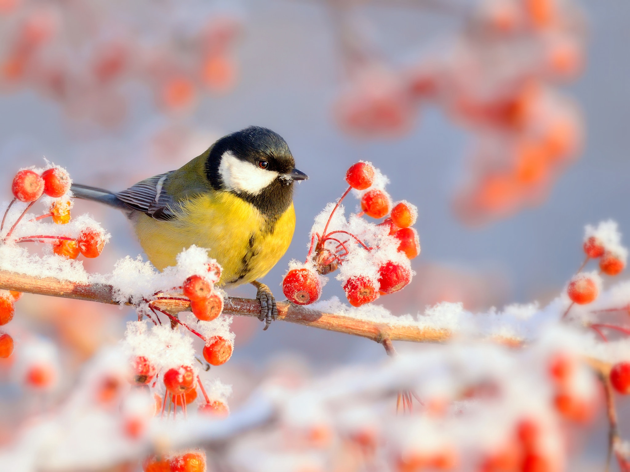 Download mobile wallpaper Birds, Bird, Berry, Animal, Titmouse for free.