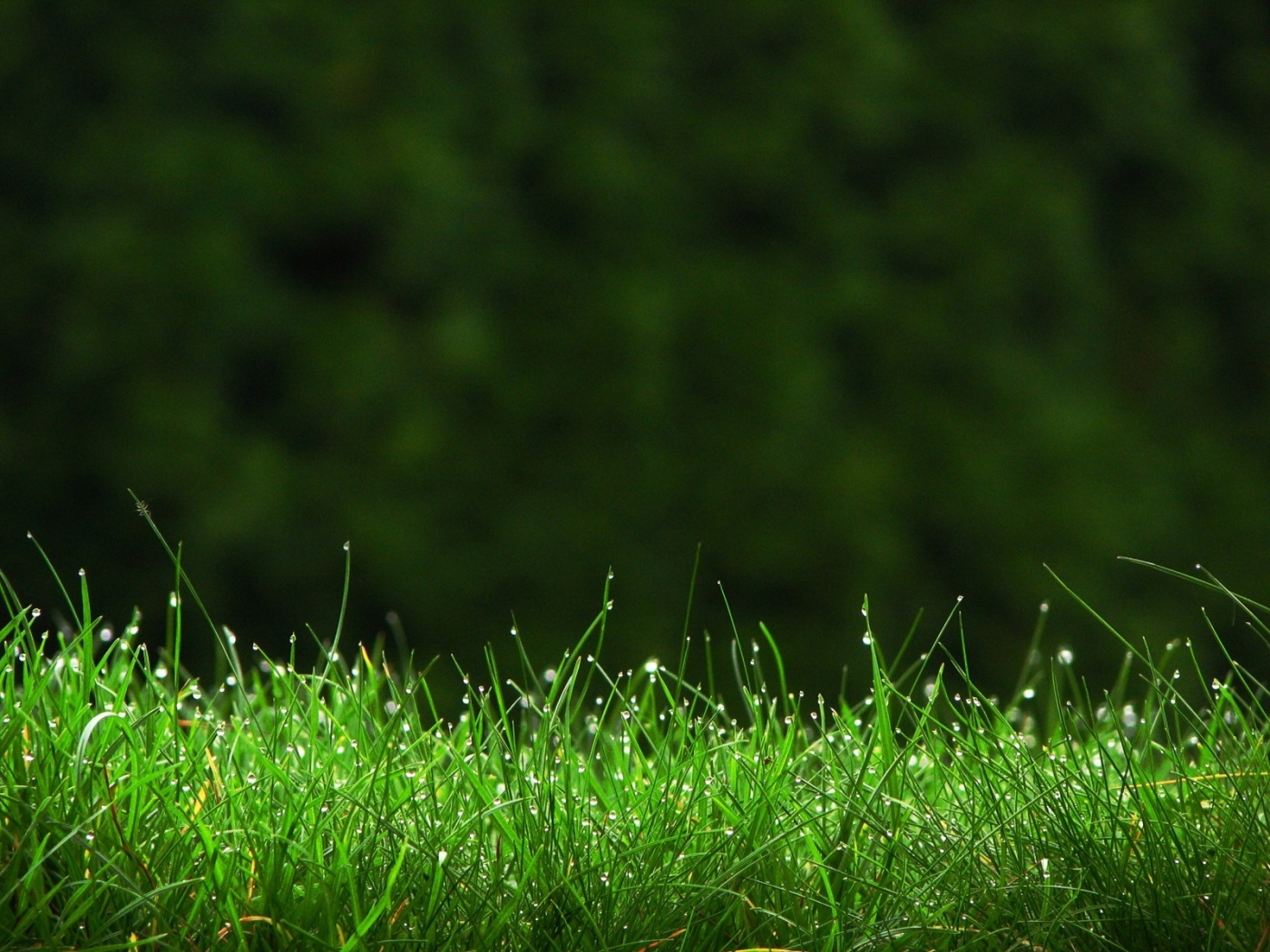 Free download wallpaper Landscape, Grass, Plants on your PC desktop