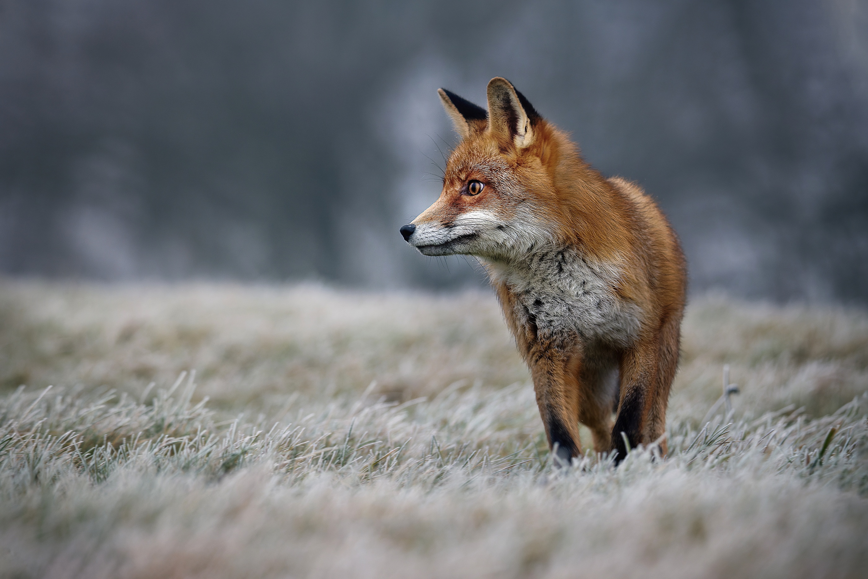 Baixe gratuitamente a imagem Animais, Raposa na área de trabalho do seu PC