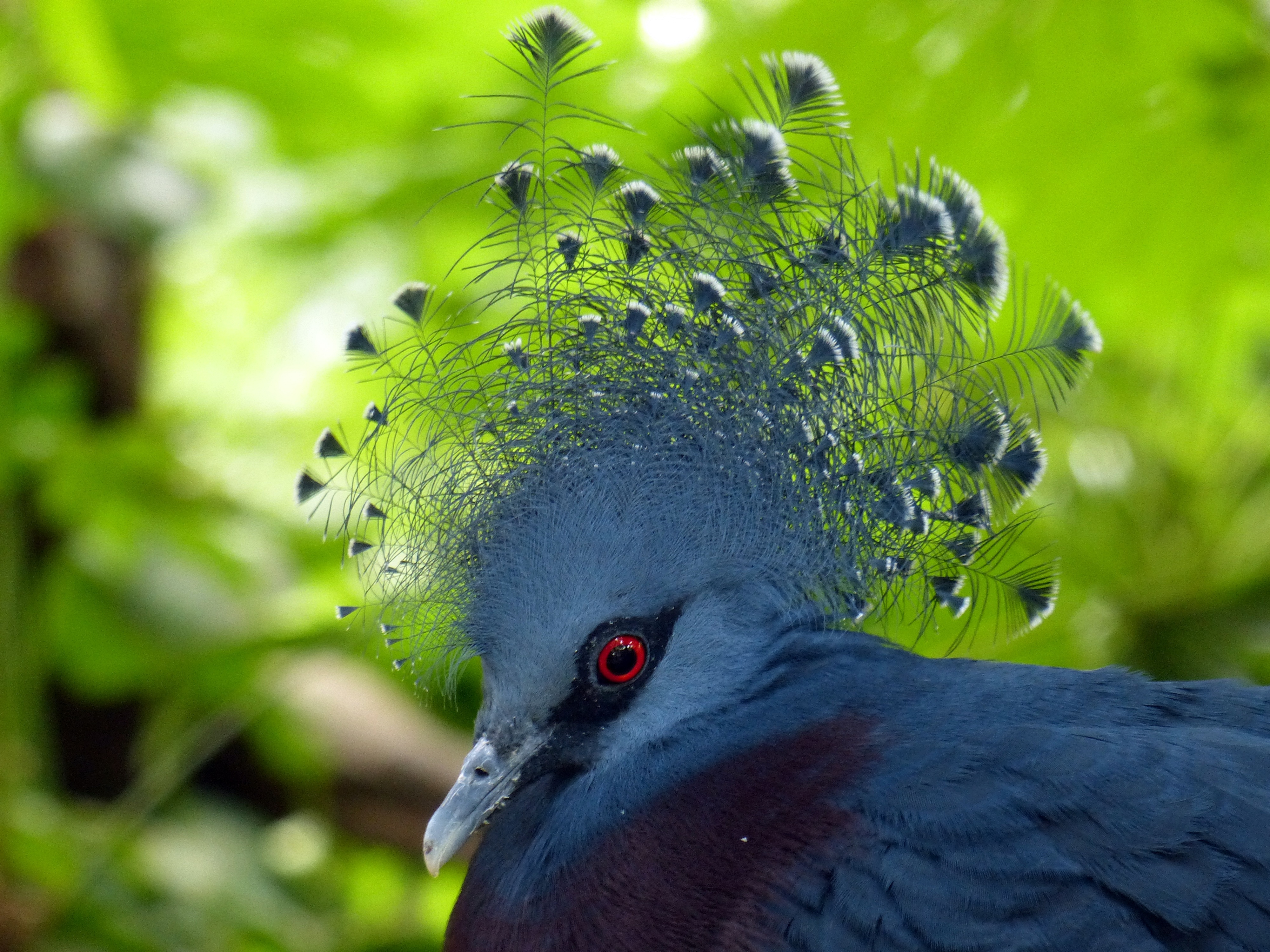 Laden Sie das Taube, Feder, Vogel, Tiere-Bild kostenlos auf Ihren PC-Desktop herunter
